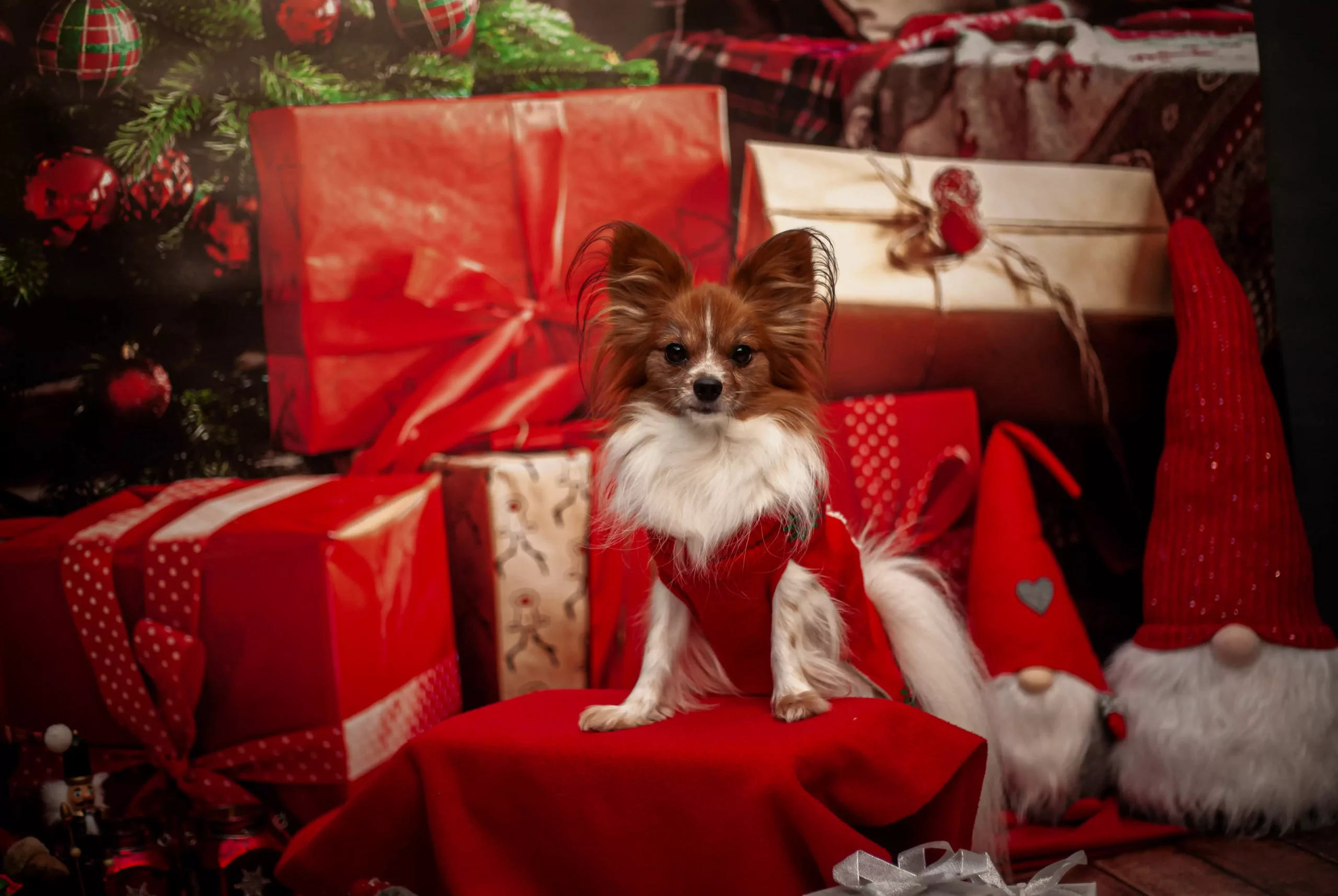 Fotograf dla psów Poznań