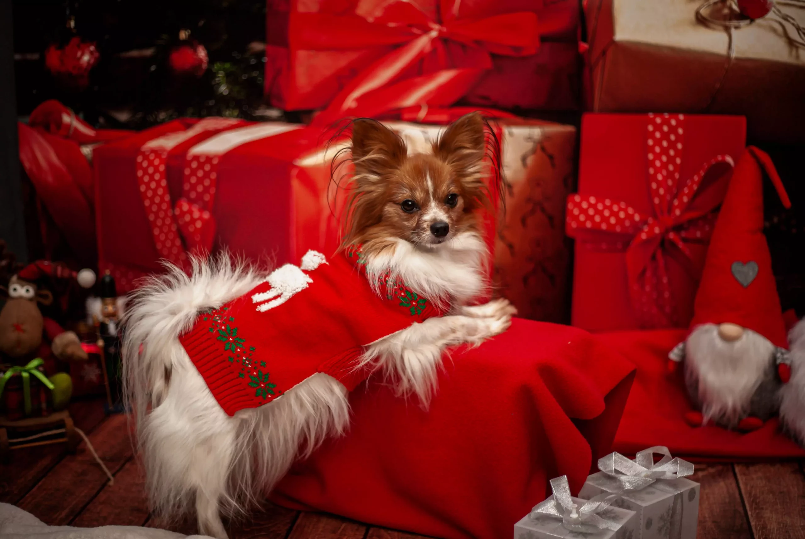 Fotograf dla psów Poznań