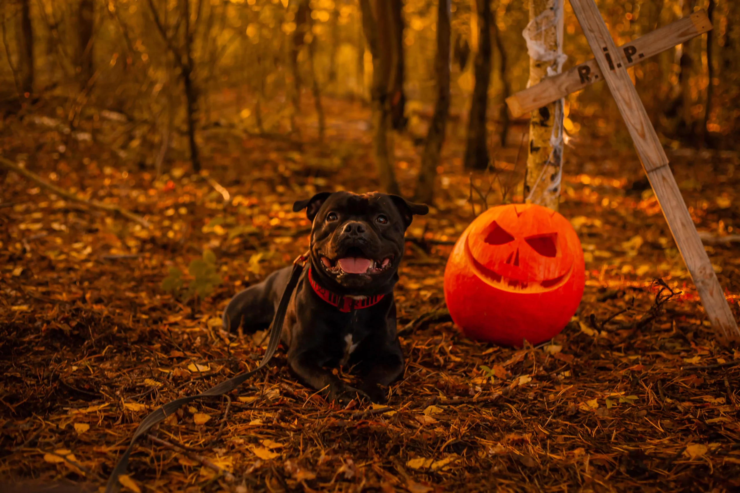 Fotograf dla psów Poznań