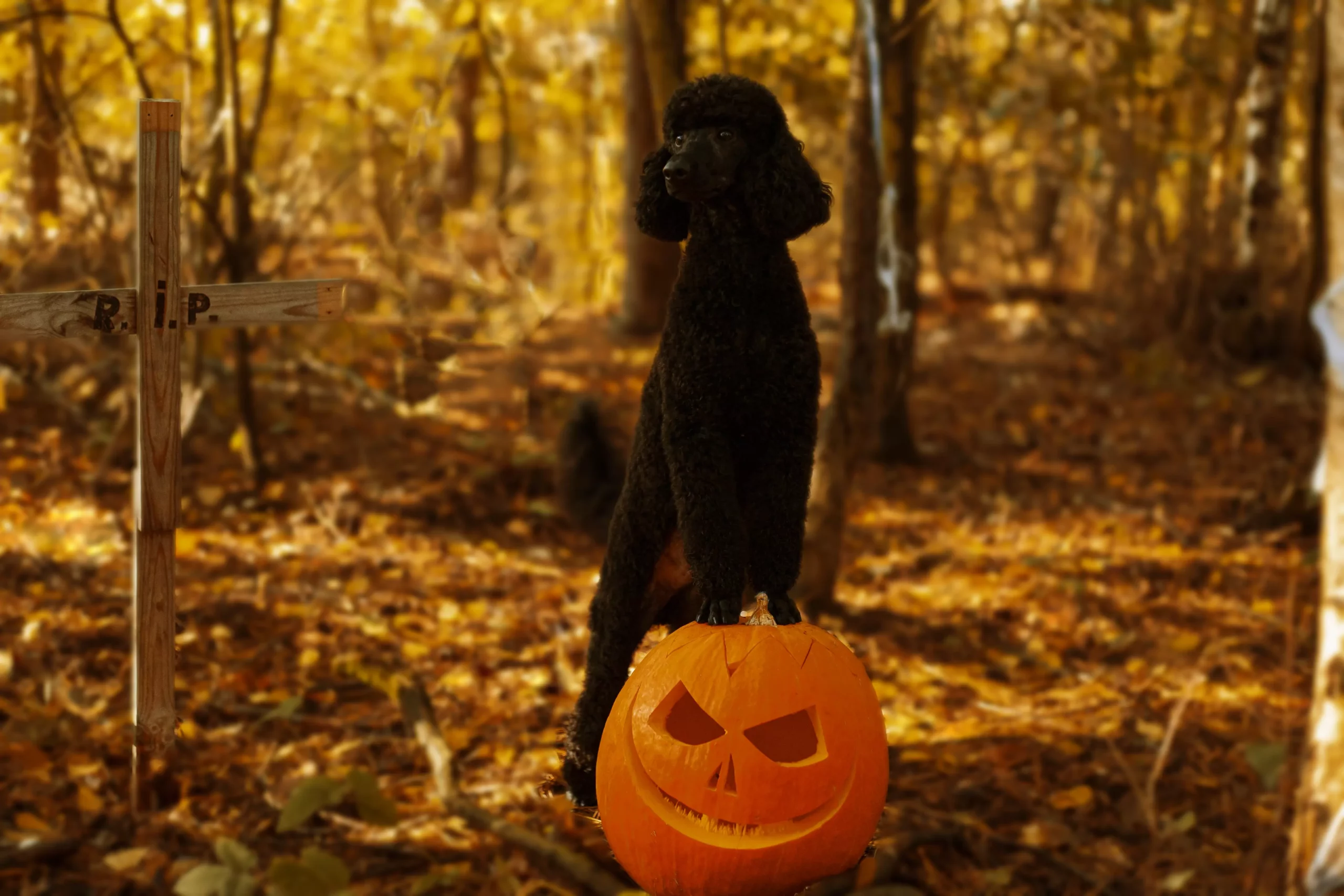 Fotograf dla psów Poznań