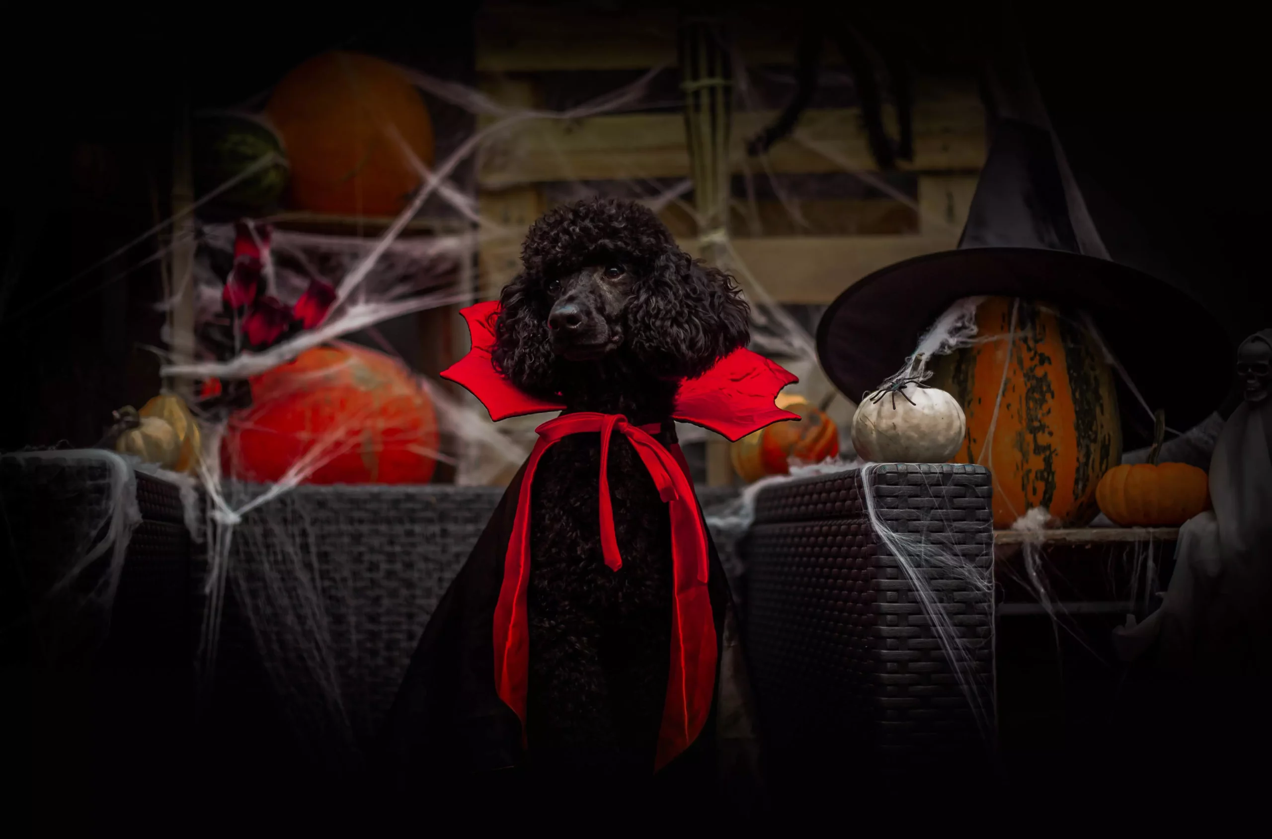 Fotograf dla psów Poznań