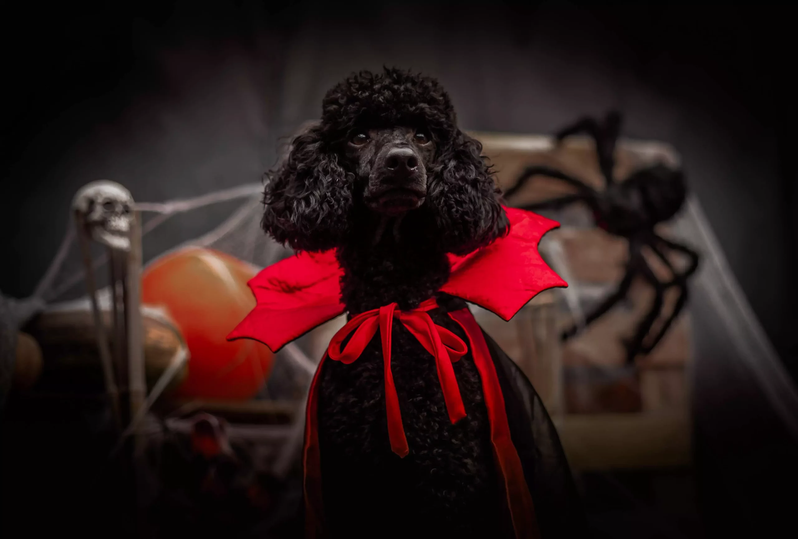 Fotograf dla psów Poznań