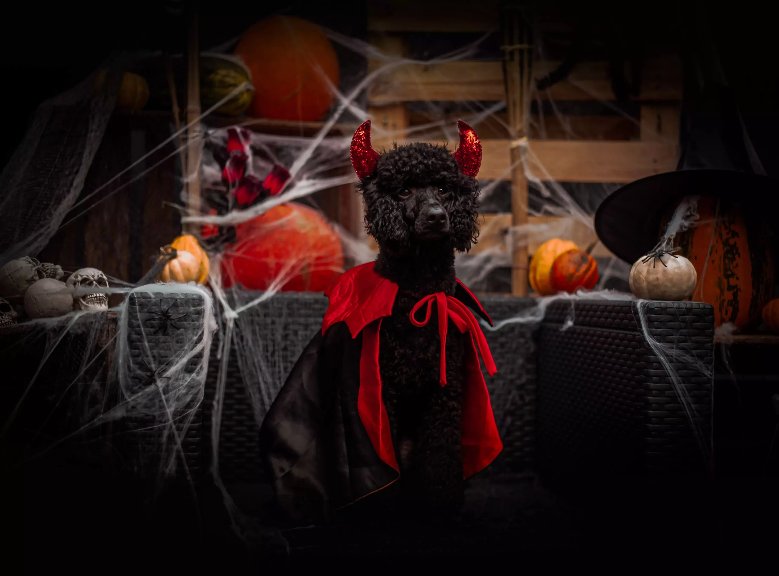 Fotograf dla psów Poznań