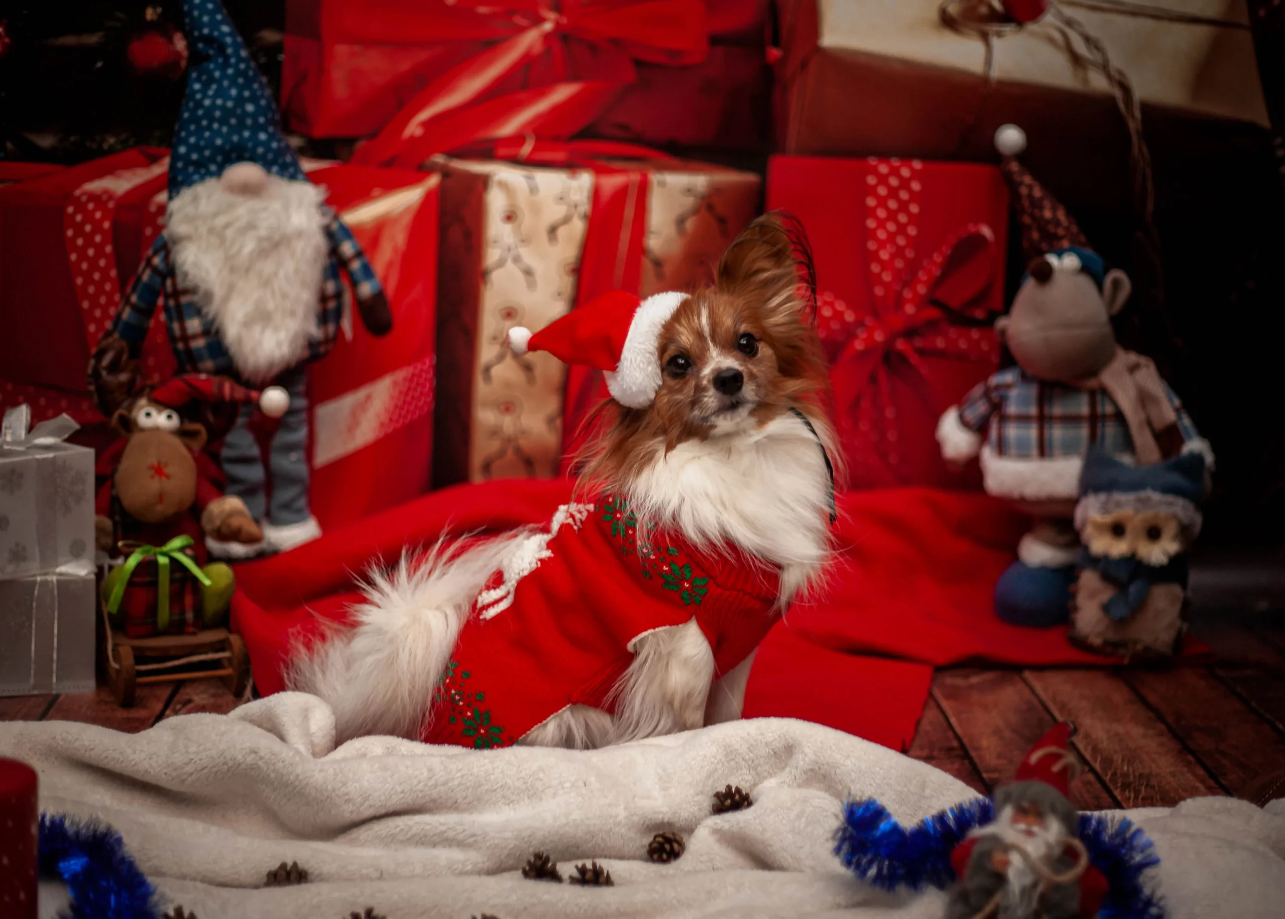 Sesja dla psa Poznań