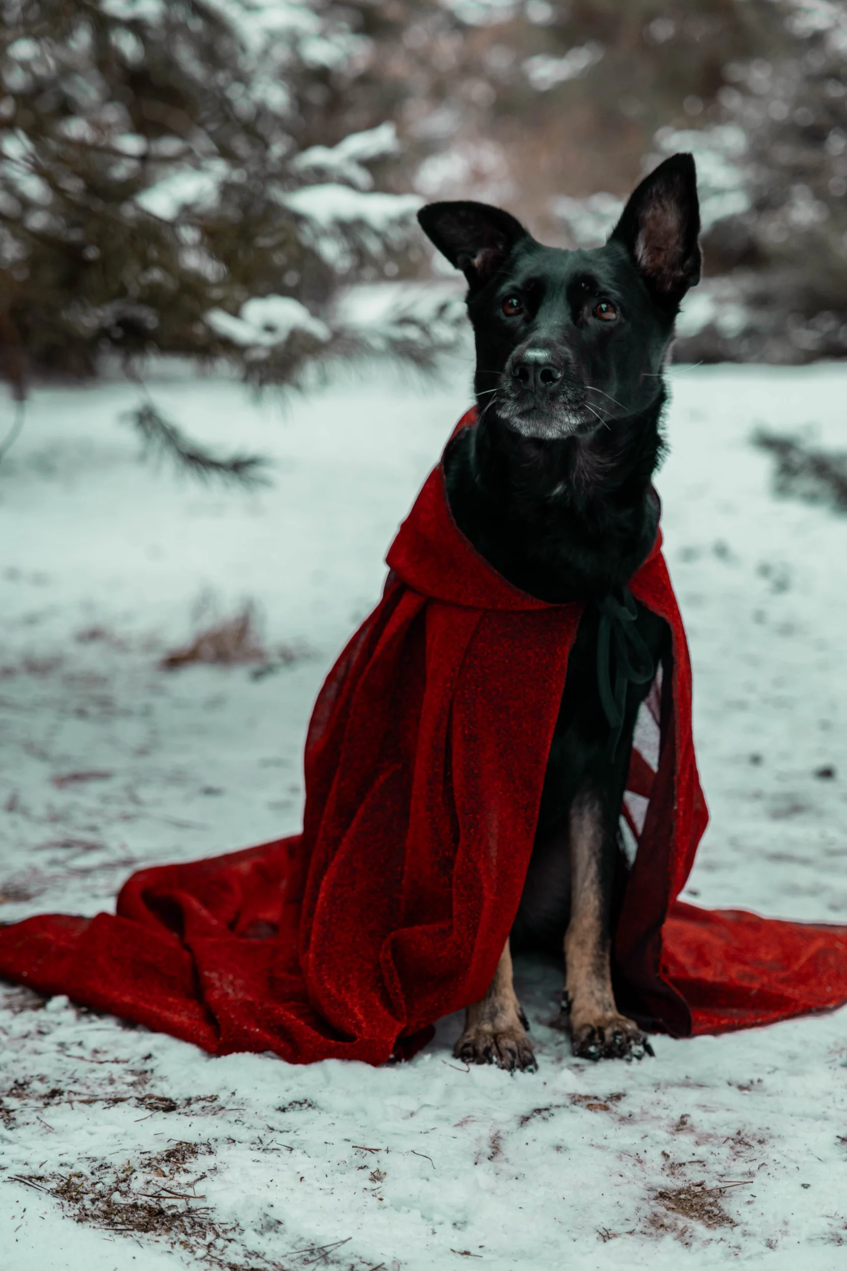 Psie sesje fotograficzne