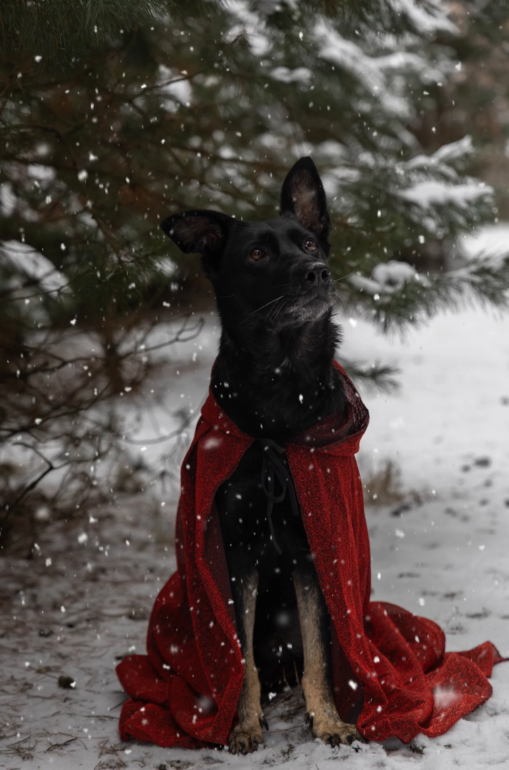 Psie sesje fotograficzne