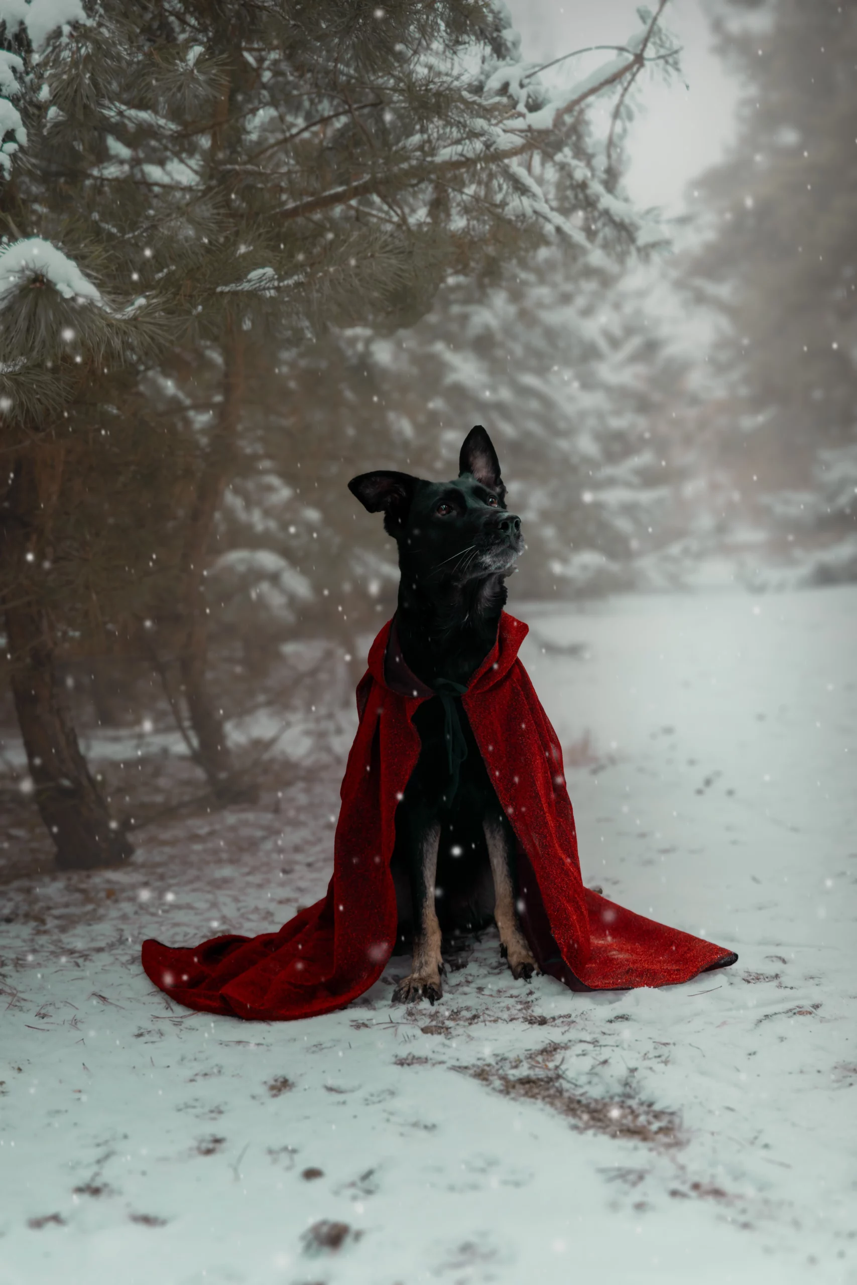 Psie sesje fotograficzne