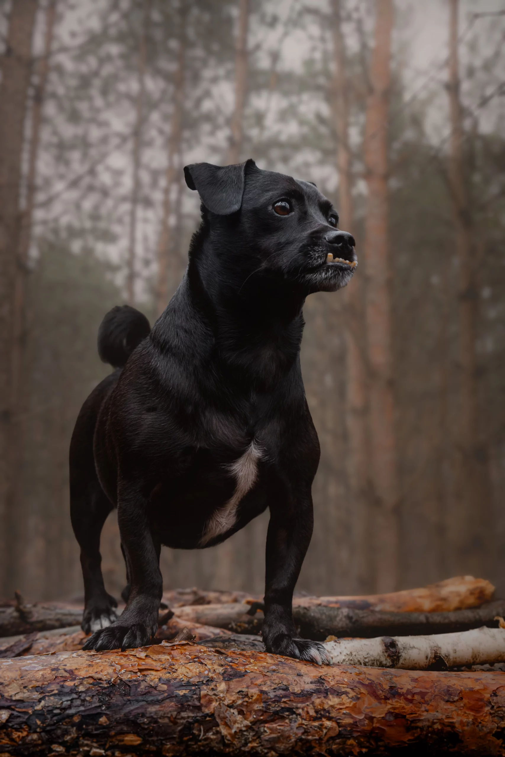 Psie sesje fotograficzne