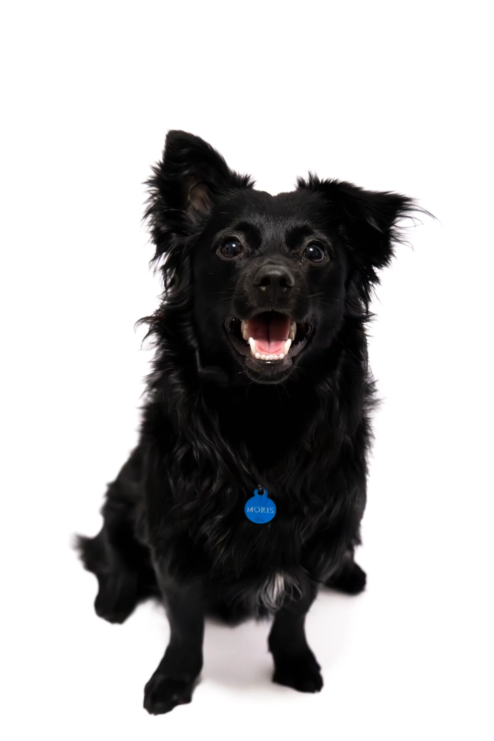 Sesja dla psa w studio