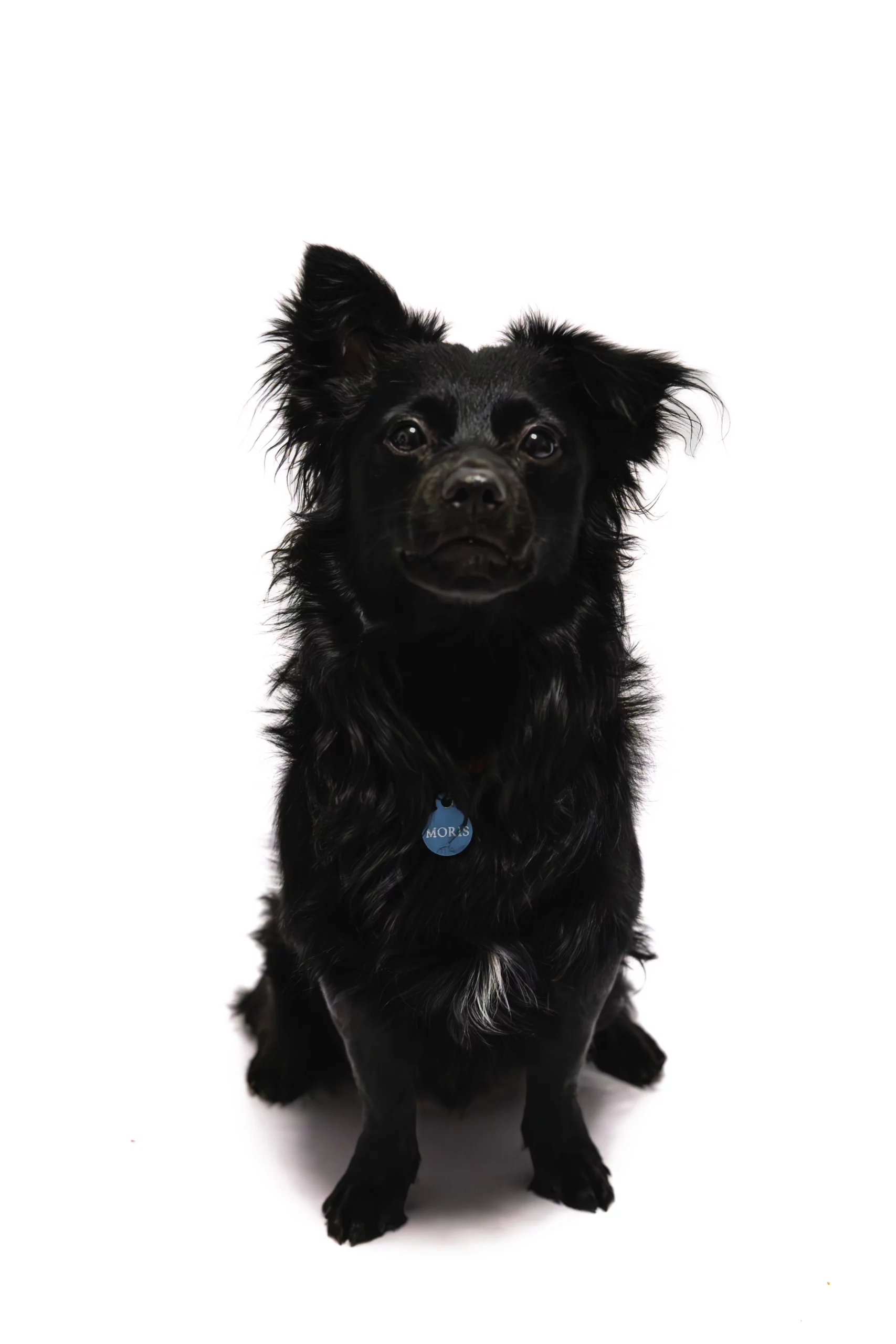 Sesja dla psa w studio