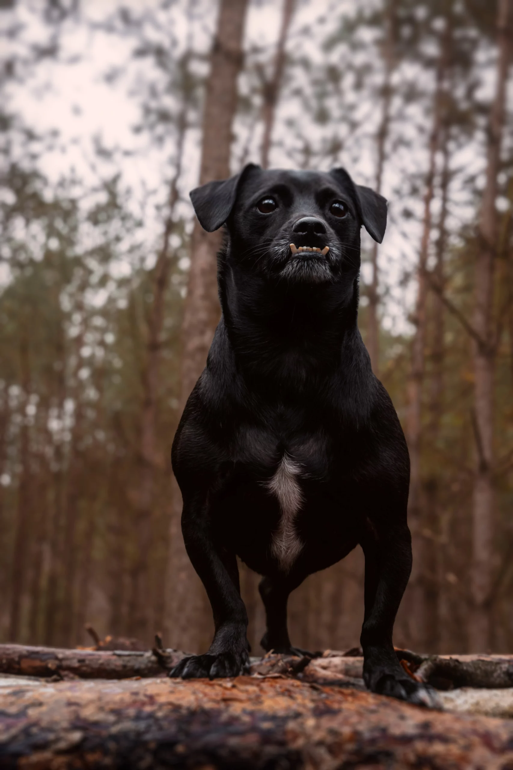 Sesja dla psa w plenerze