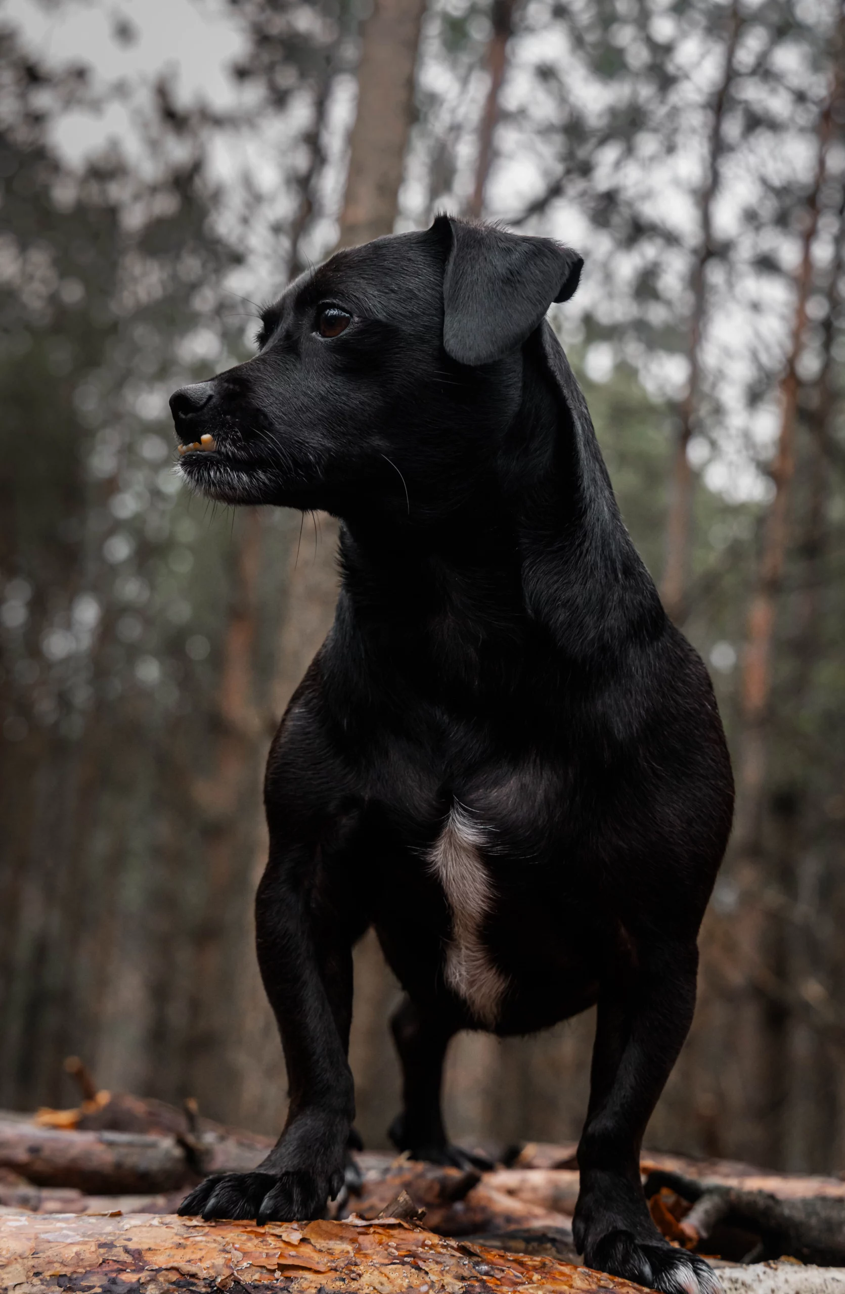 Sesja dla psa w plenerze