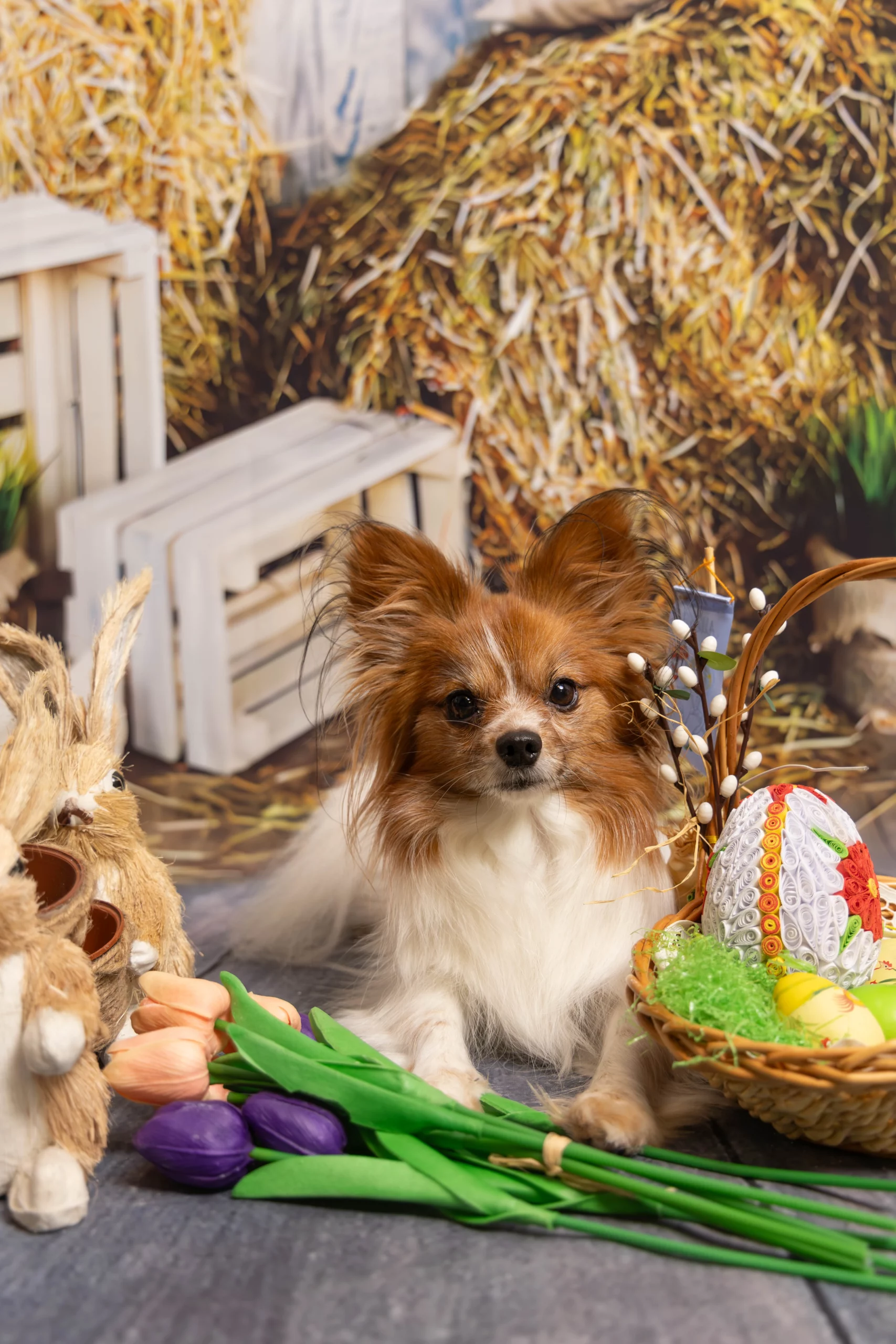 sesja zdjęciowa dla psa