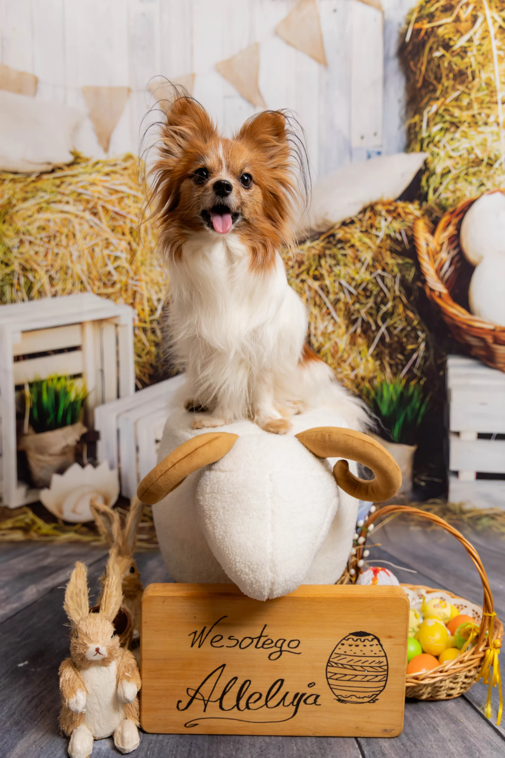 sesja zdjęciowa dla psa