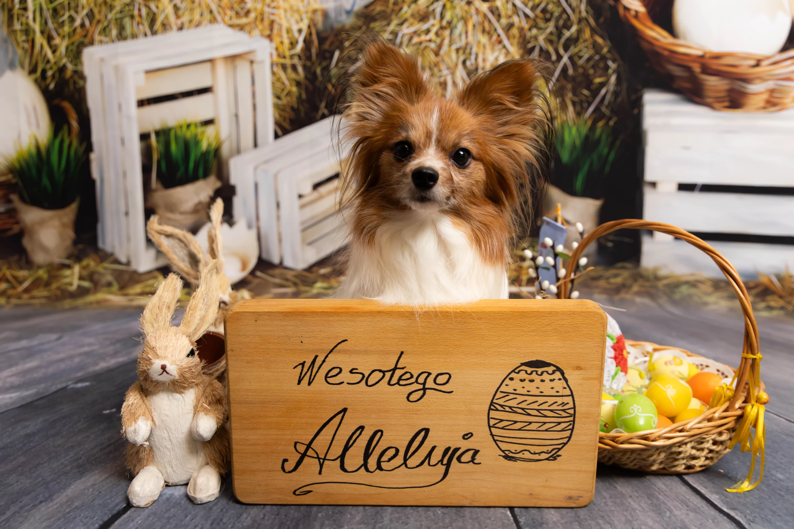 sesja zdjęciowa dla psa