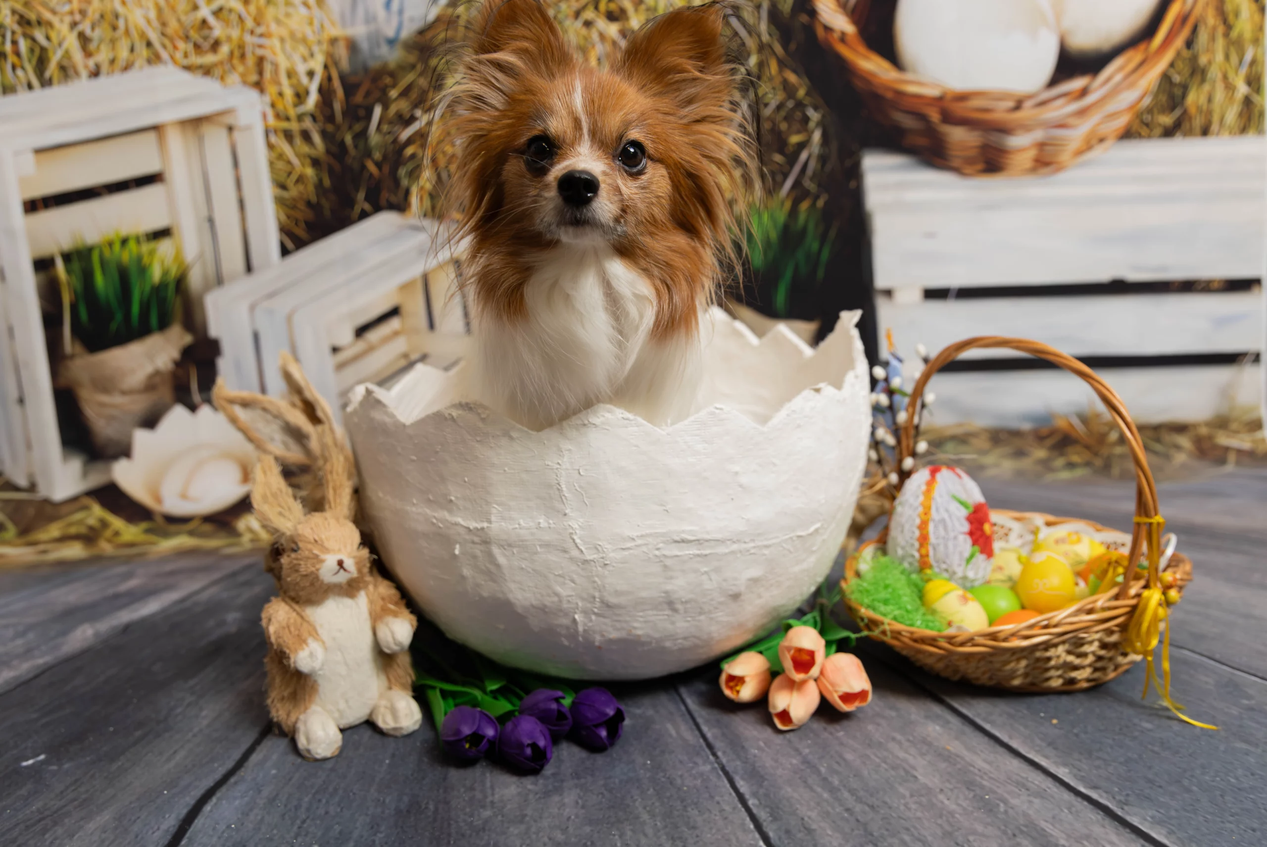 sesja zdjęciowa dla psa