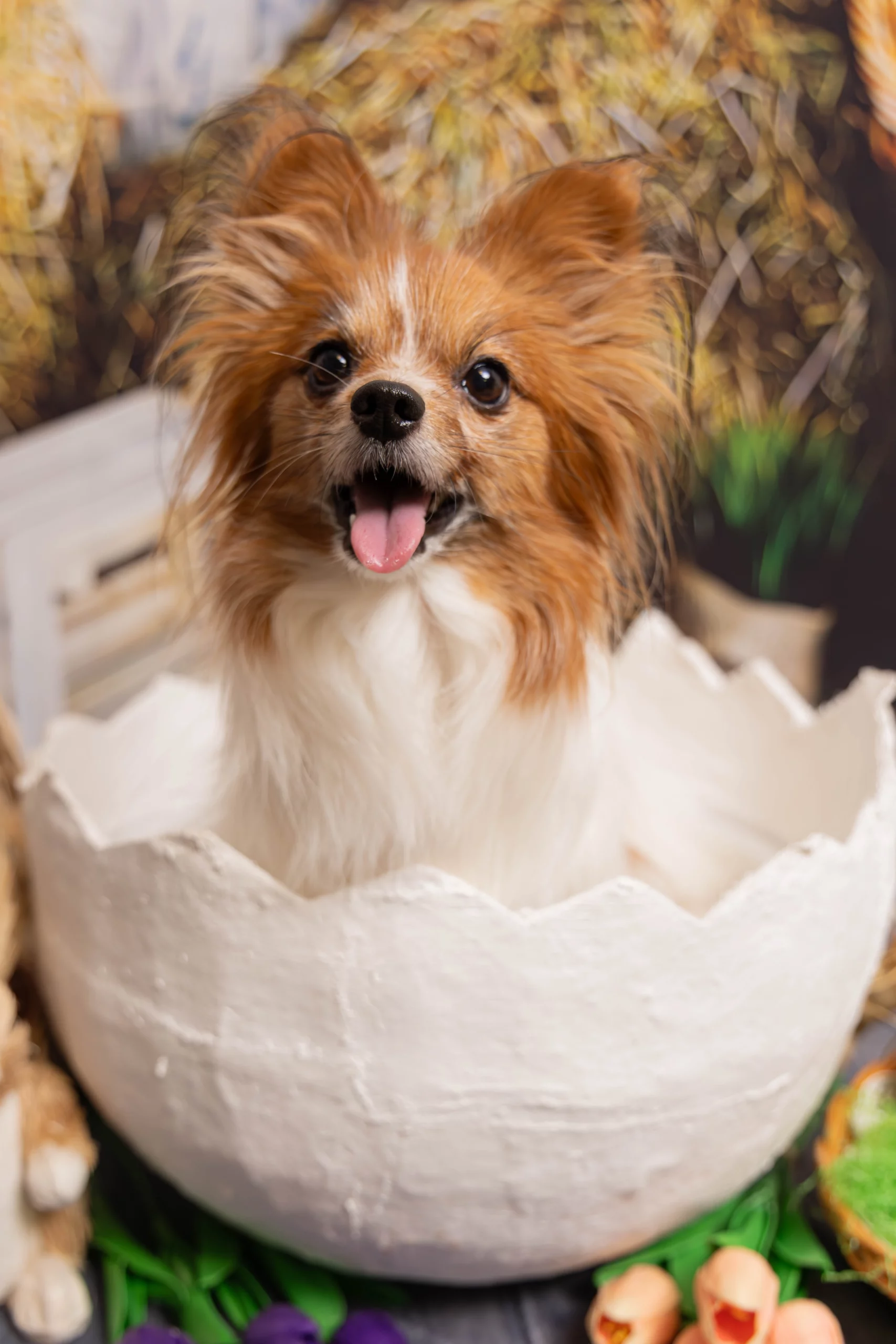 Sesja dla psa w studio Poznań