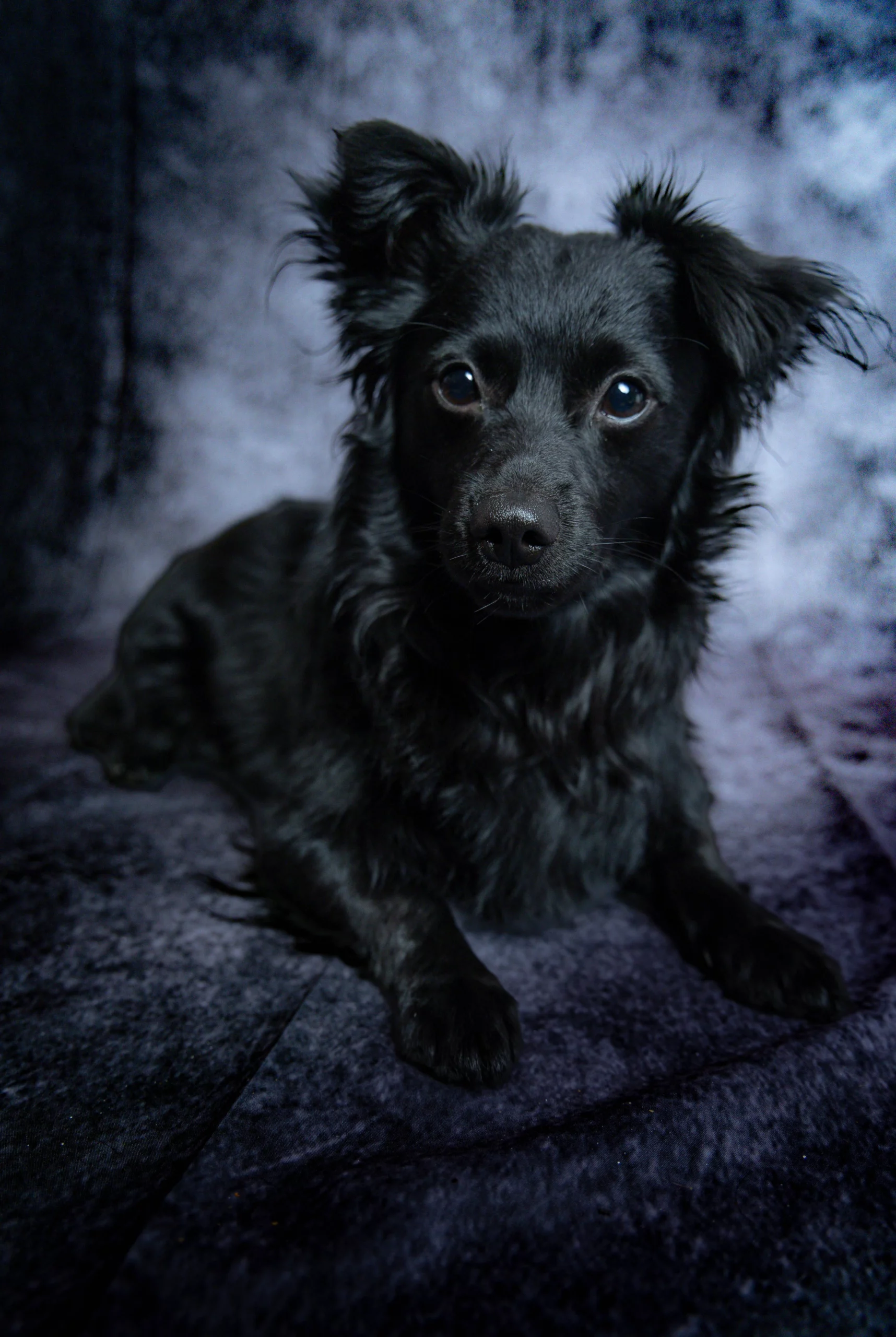 Sesja dla psa w studio