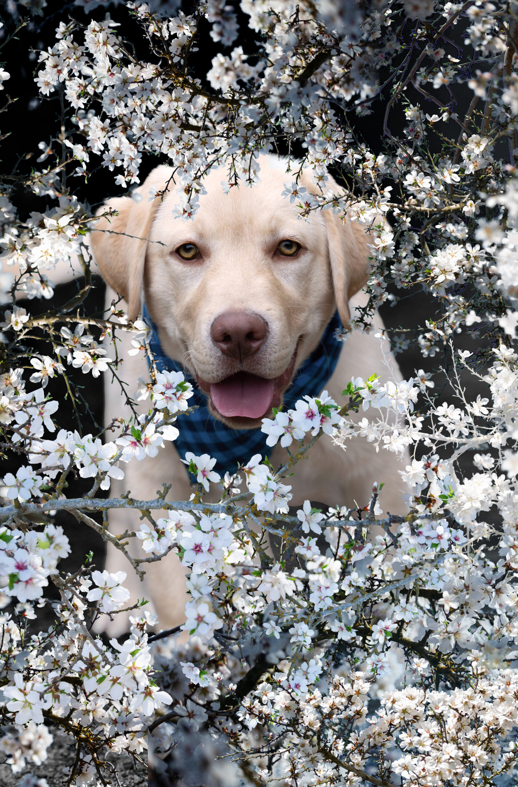 Psi fotograf Poznań