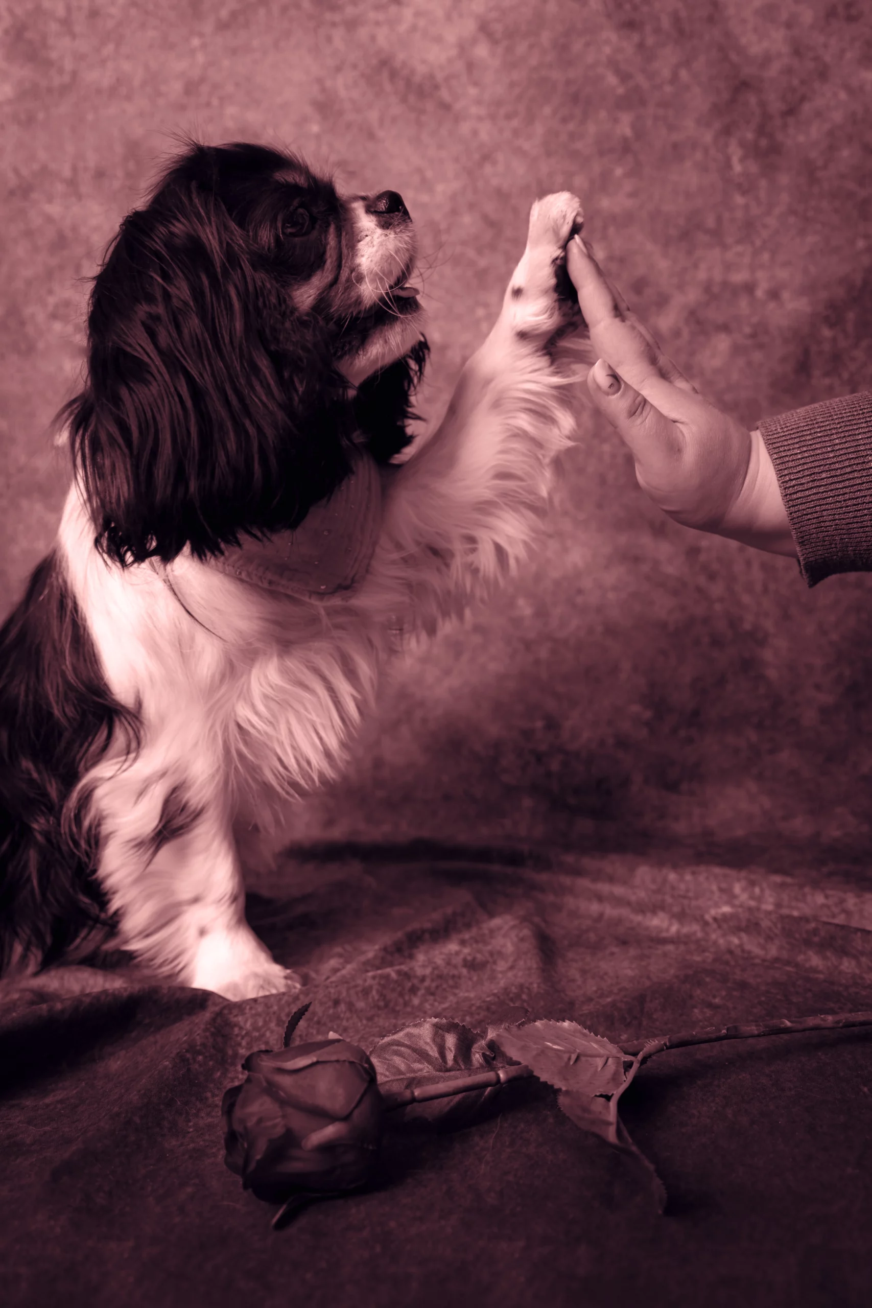 Sesja w studio dla Psa Poznań