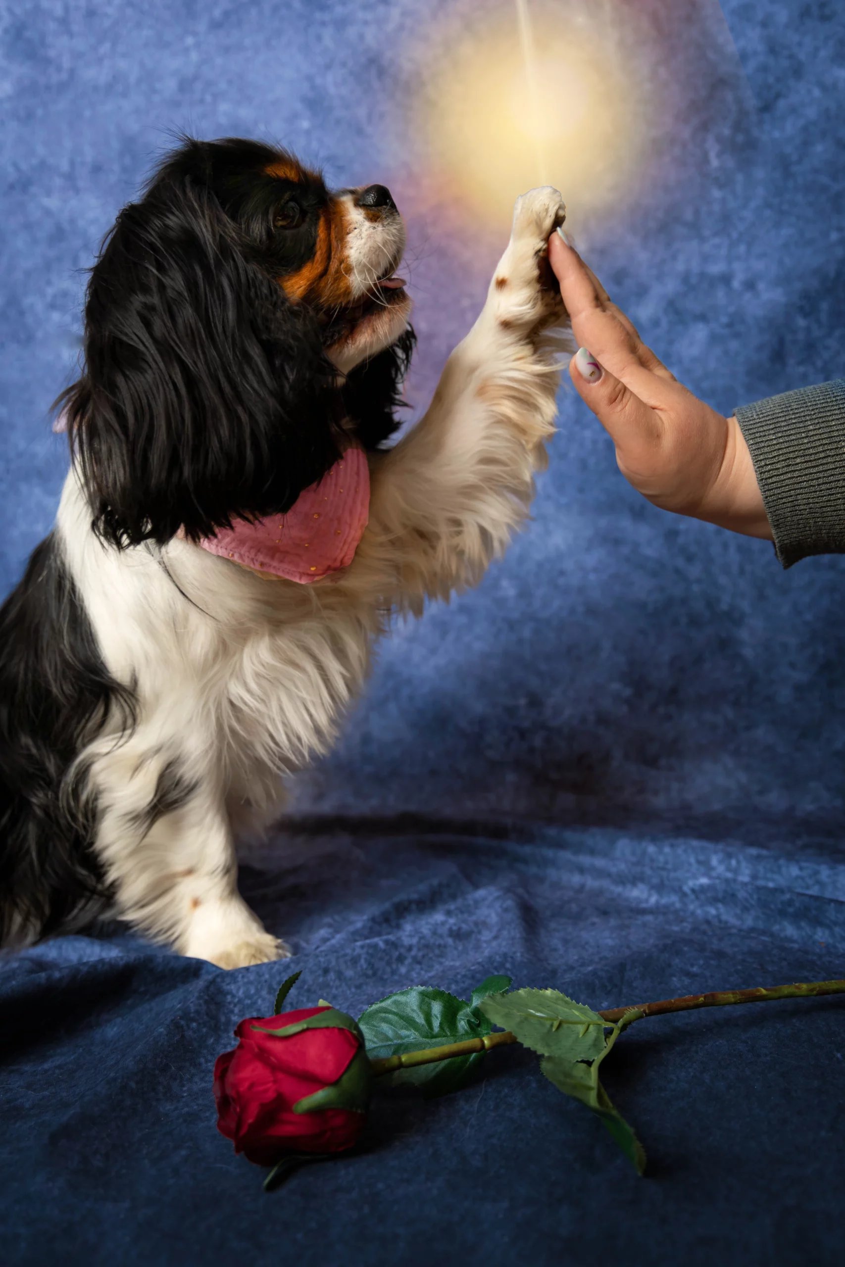 Sesja w studio dla Psa Poznań