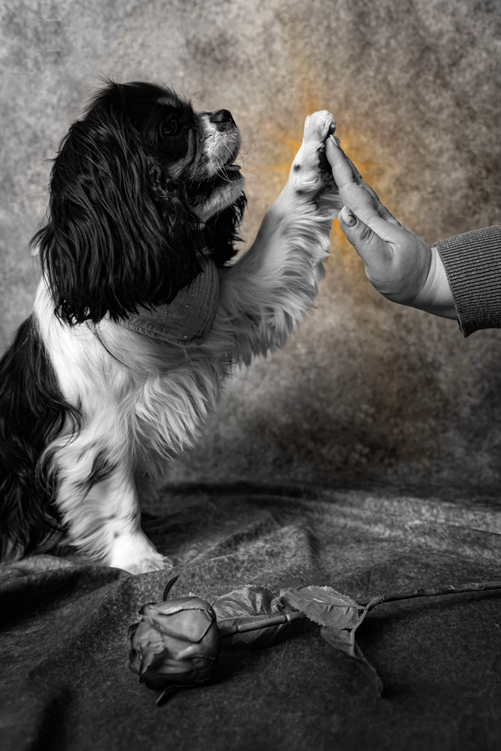 Sesja w studio dla Psa Poznań