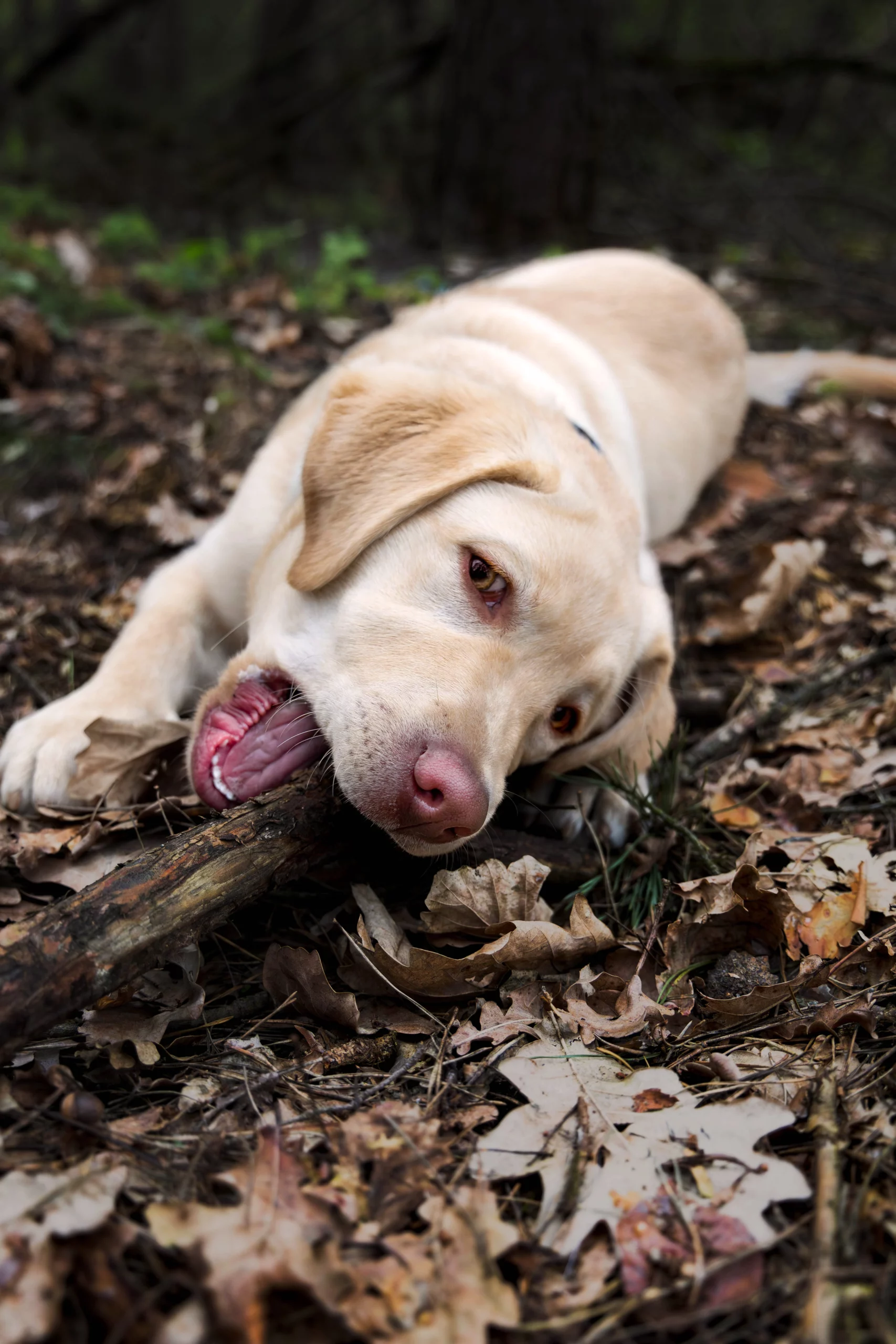 Polecany fotograf dla psów w Poznaniu