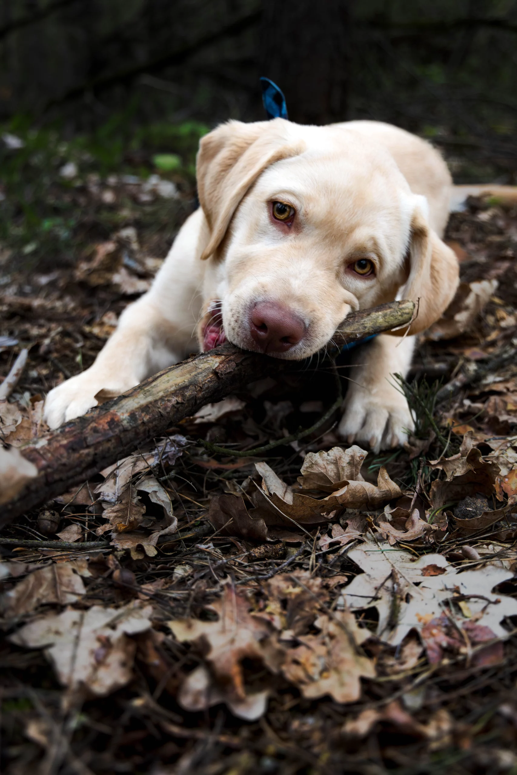Polecany fotograf dla psów w Poznaniu