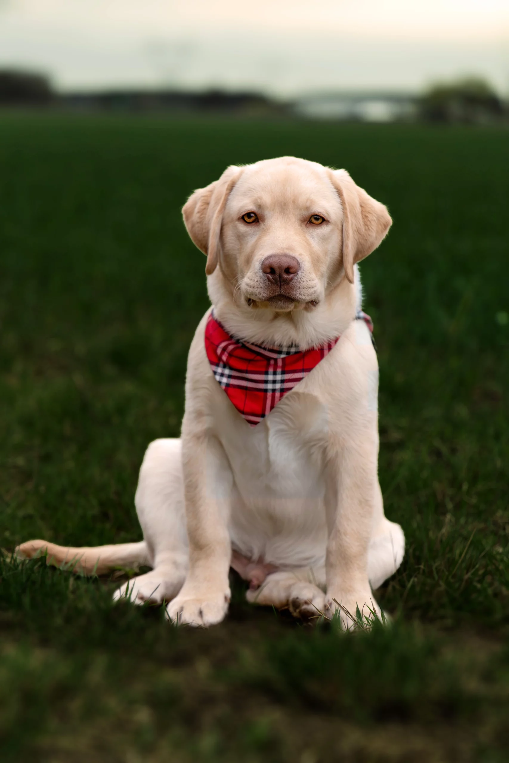 Polecany fotograf dla psów w Poznaniu