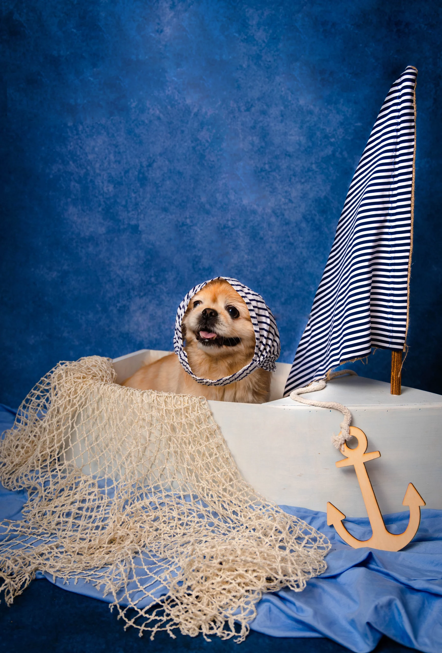 Sesja w studio dla Psa Poznań