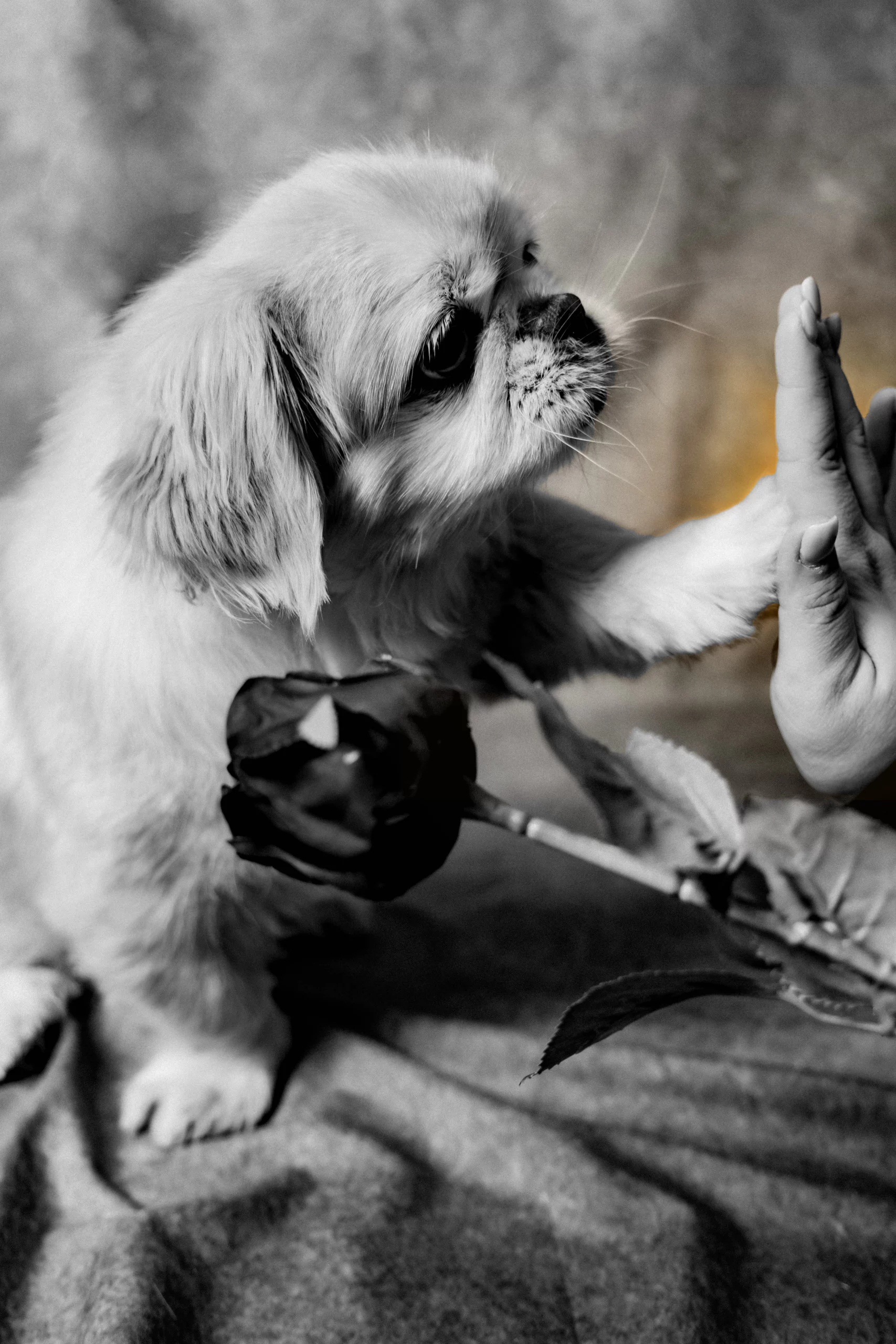 Polecany fotograf dla psów w Poznaniu