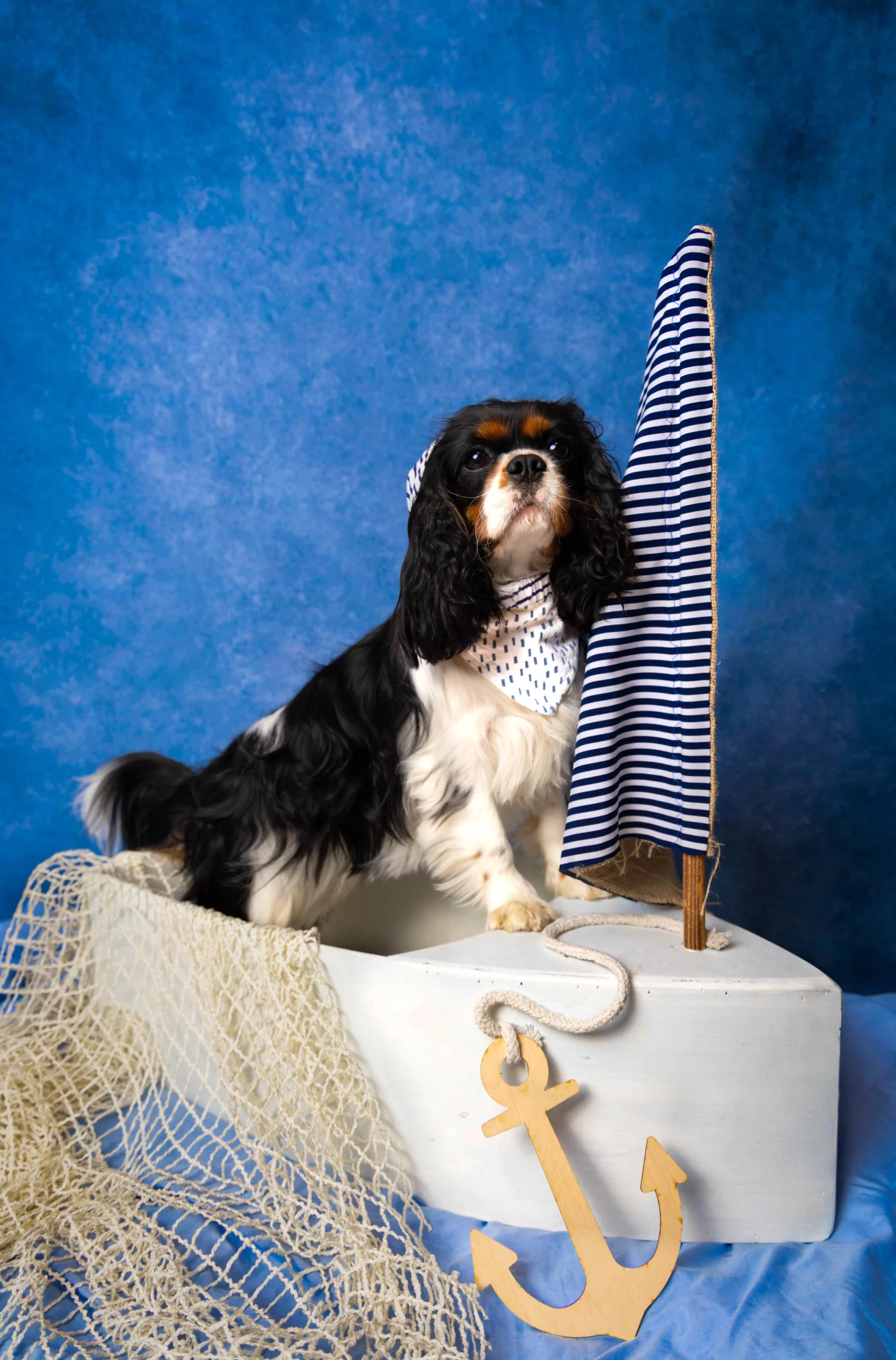 Sesja w studio dla Psa Poznań