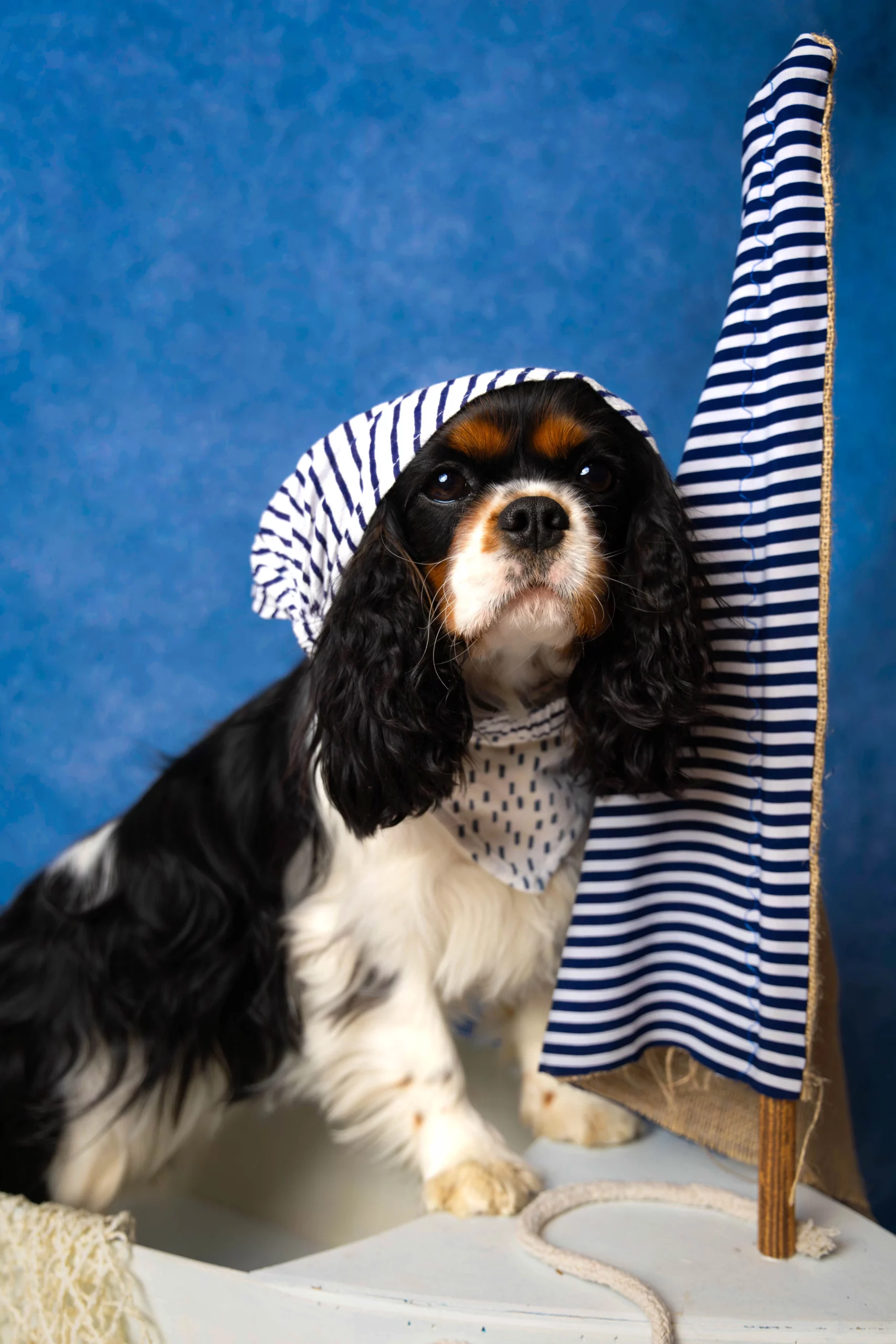 Sesja w studio dla Psa Poznań