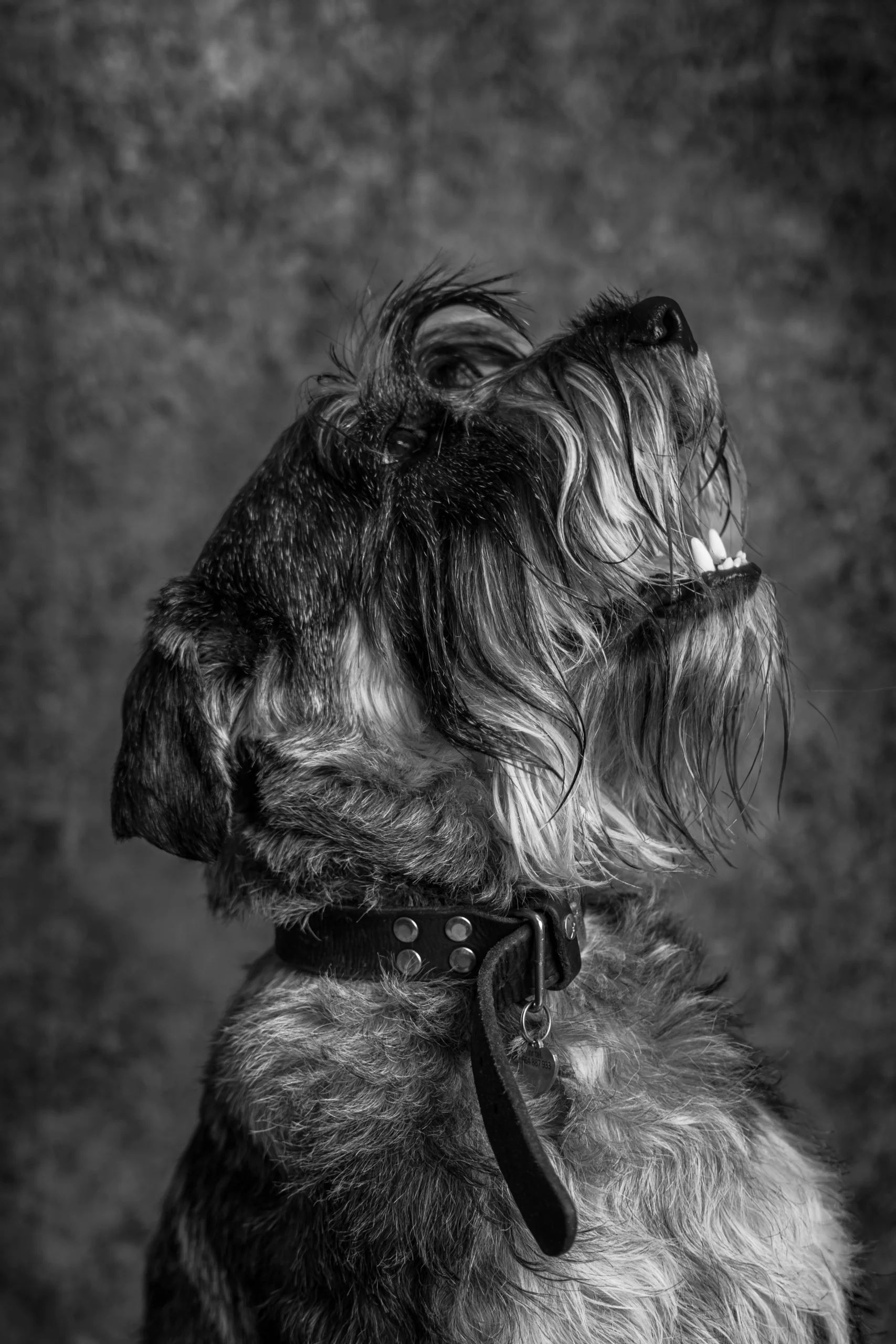 Psi fotograf Poznań