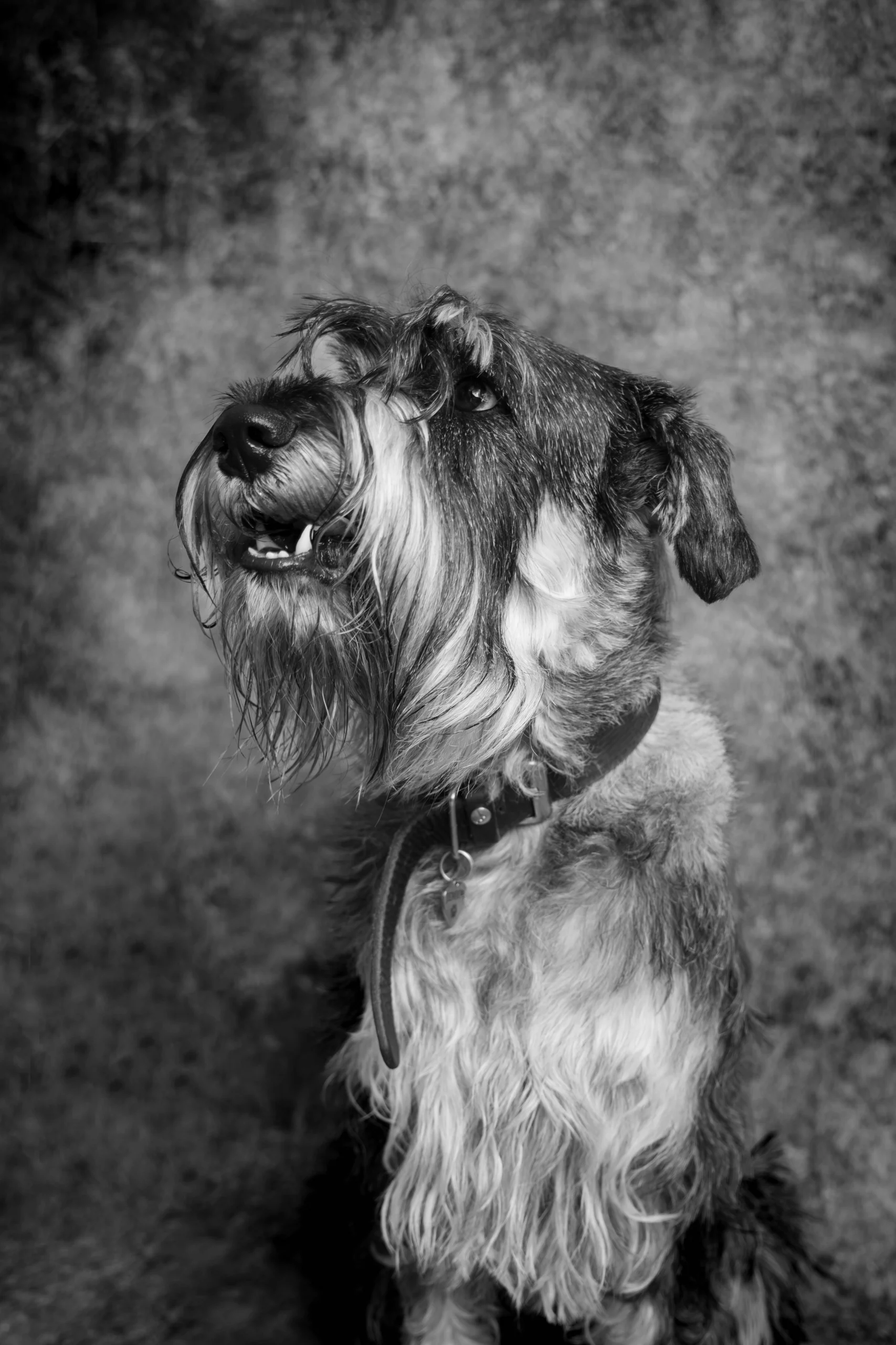 Psi fotograf Poznań