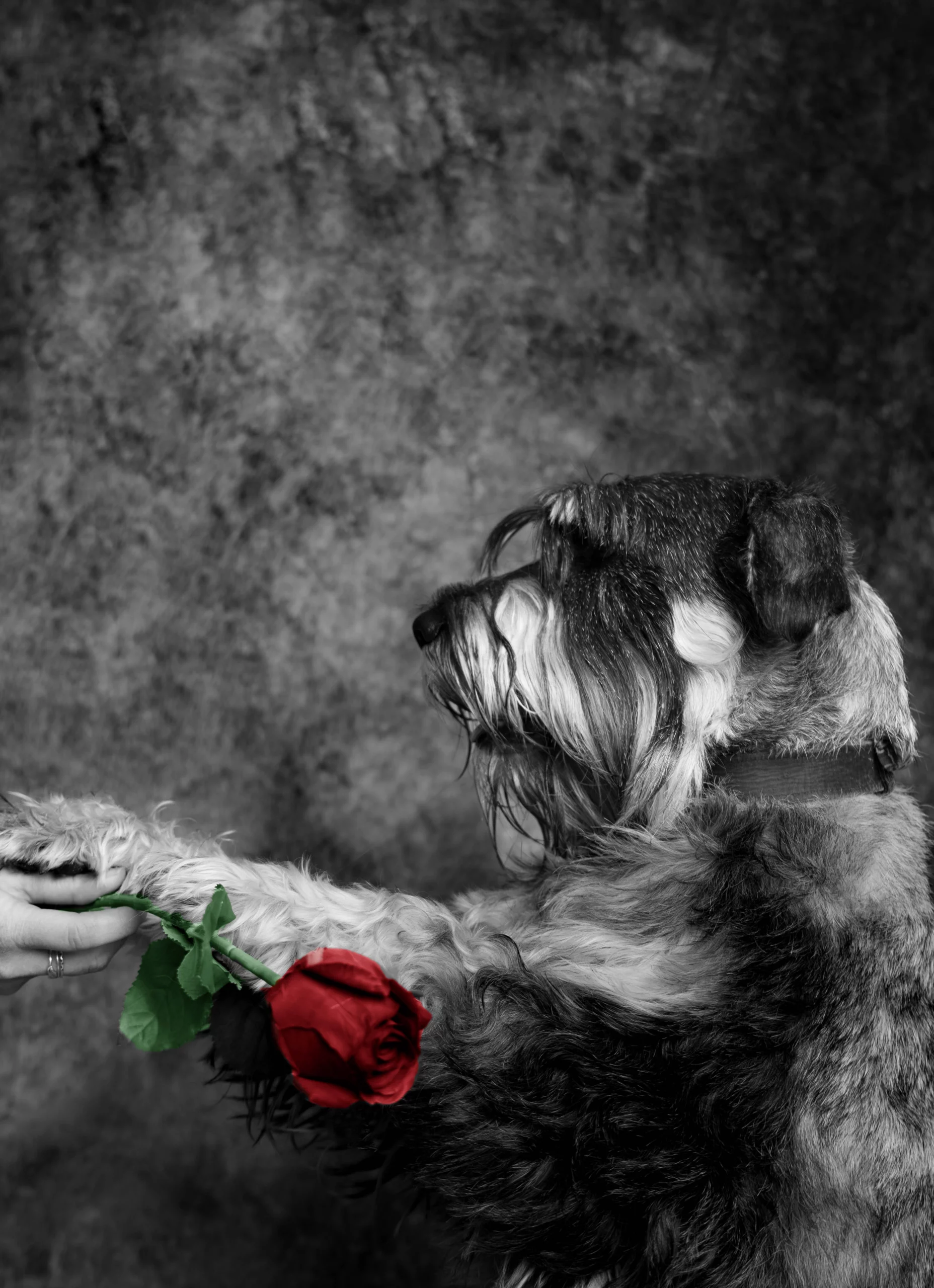 Psi fotograf Poznań