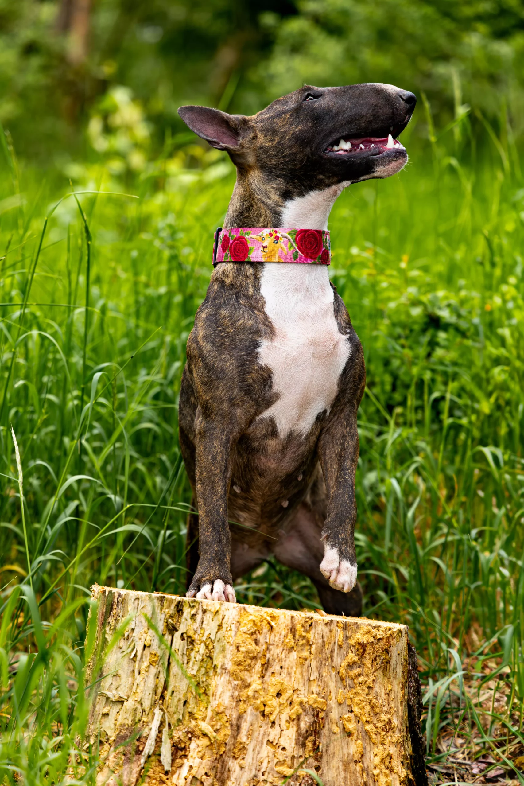 Sesja z psem Poznań