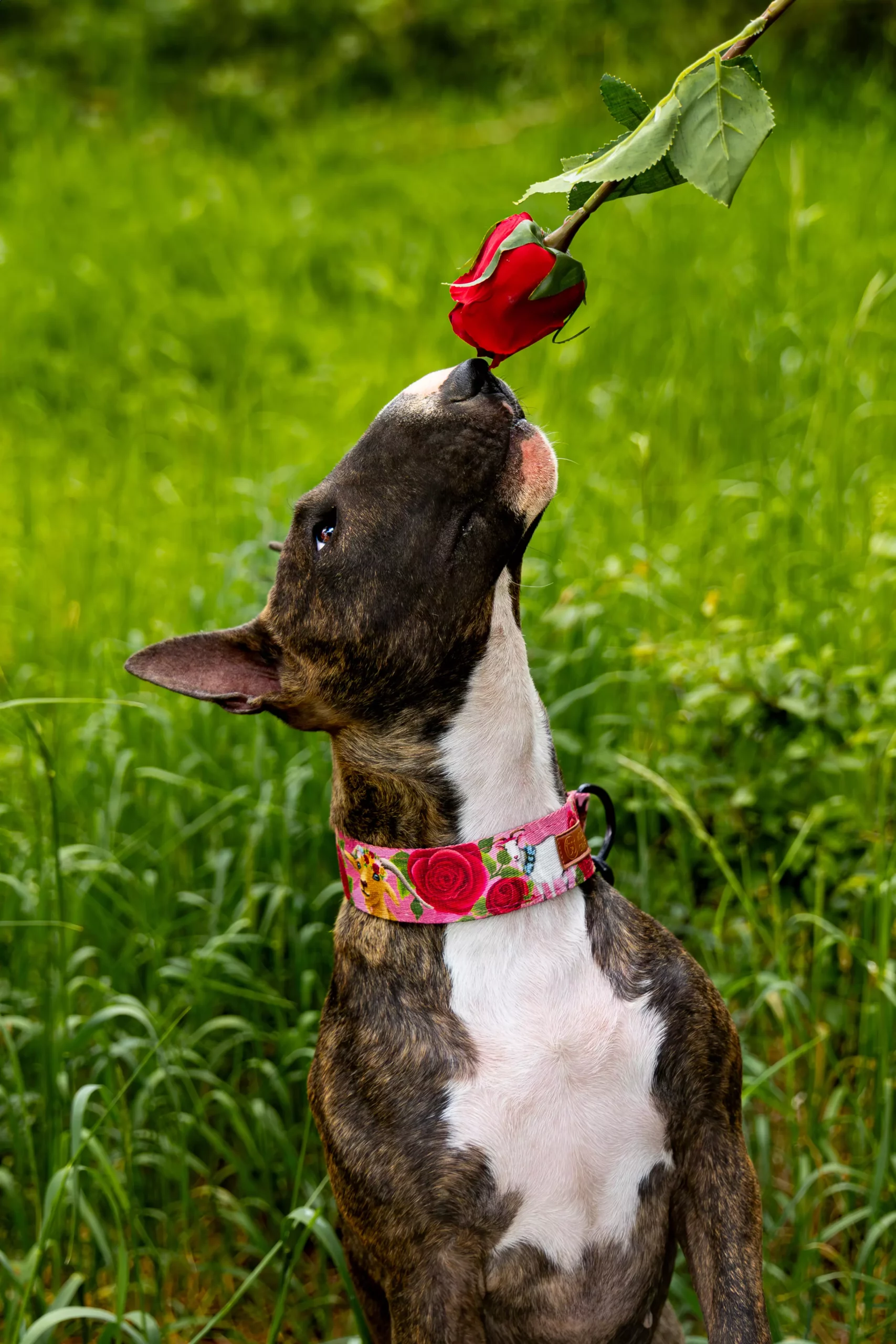 Sesja z psem Poznań