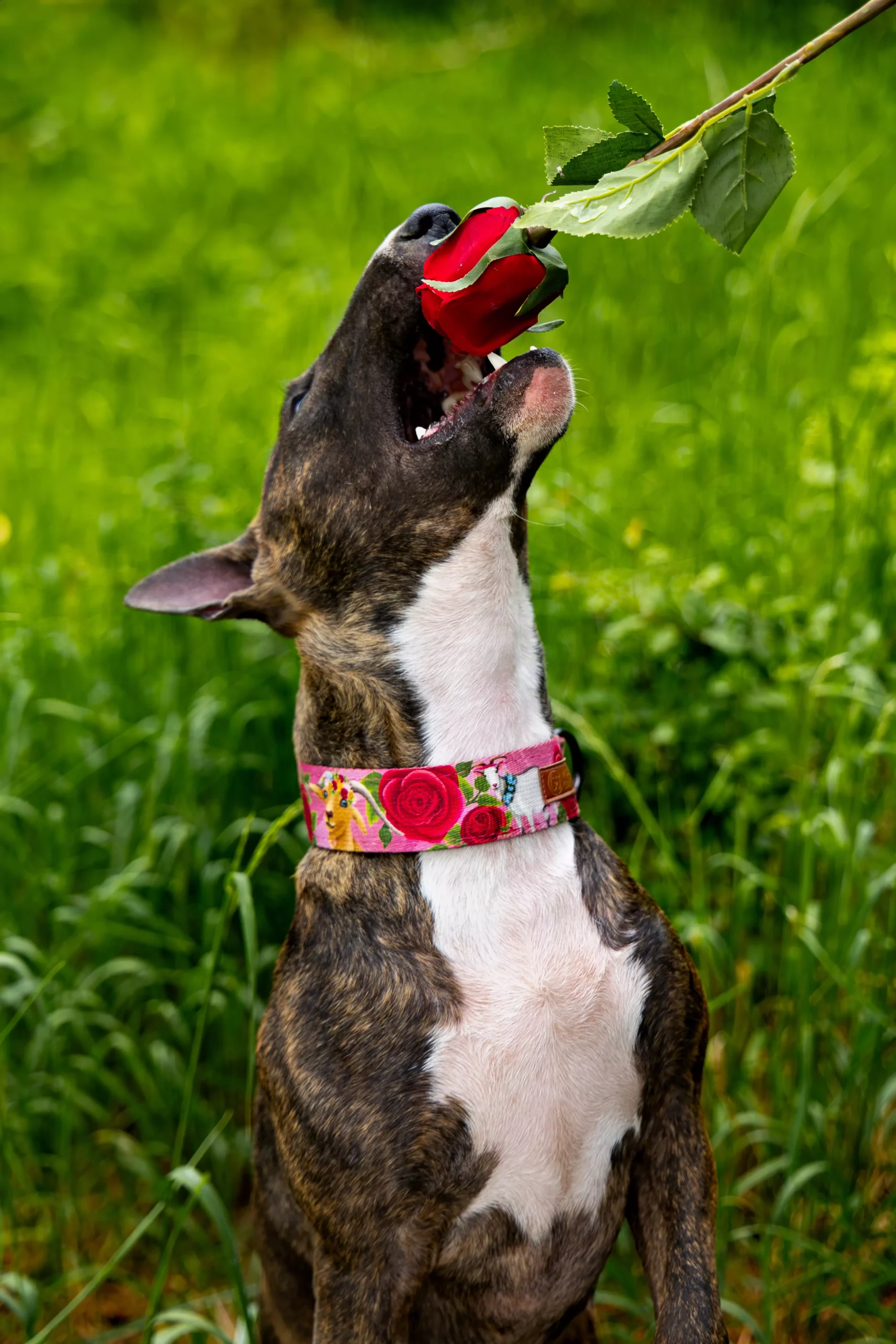 Sesja z psem Poznań