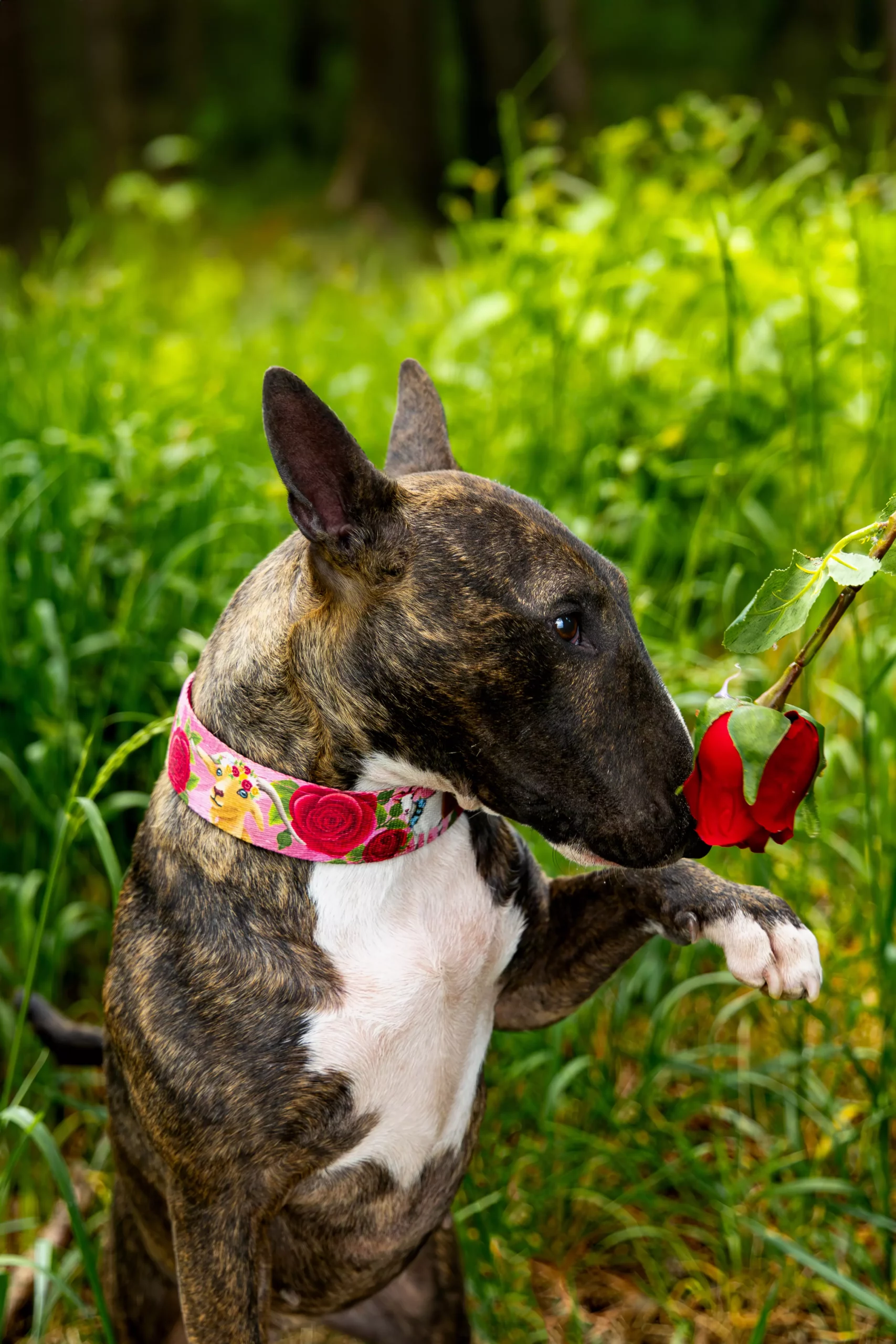 Sesja z psem Poznań