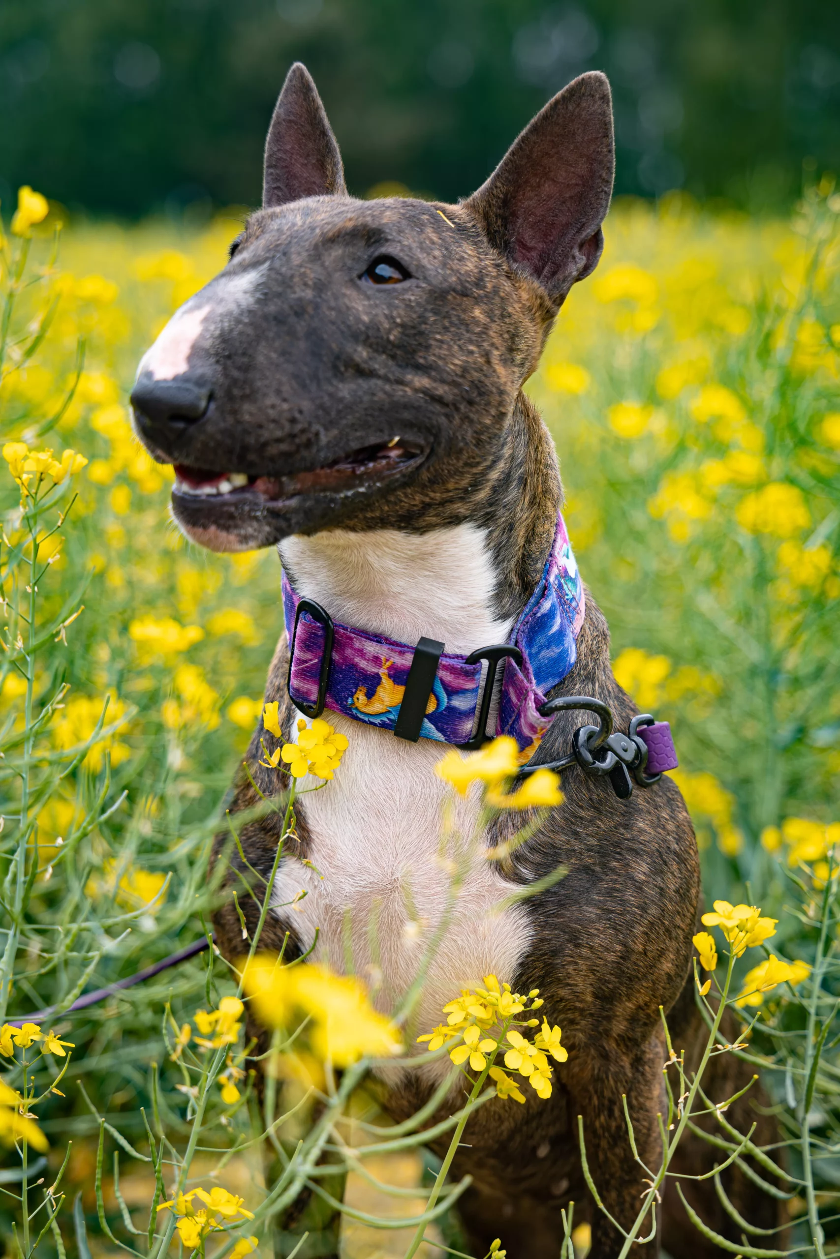 Sesja z psem w Poznaniu