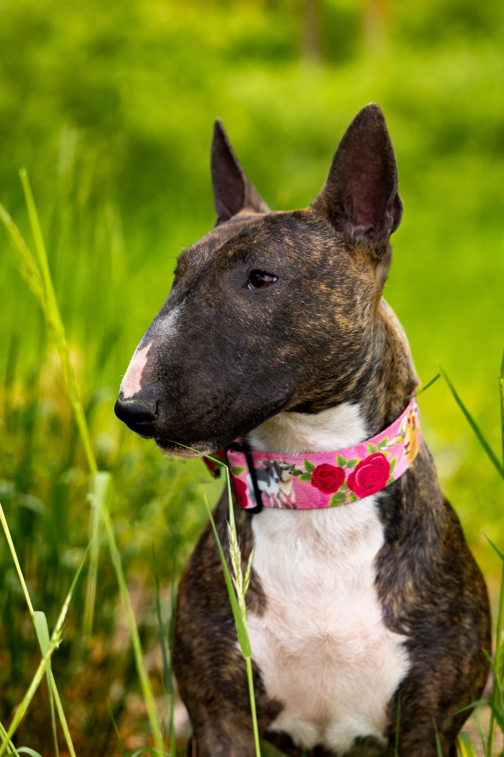 Sesja z psem Poznań