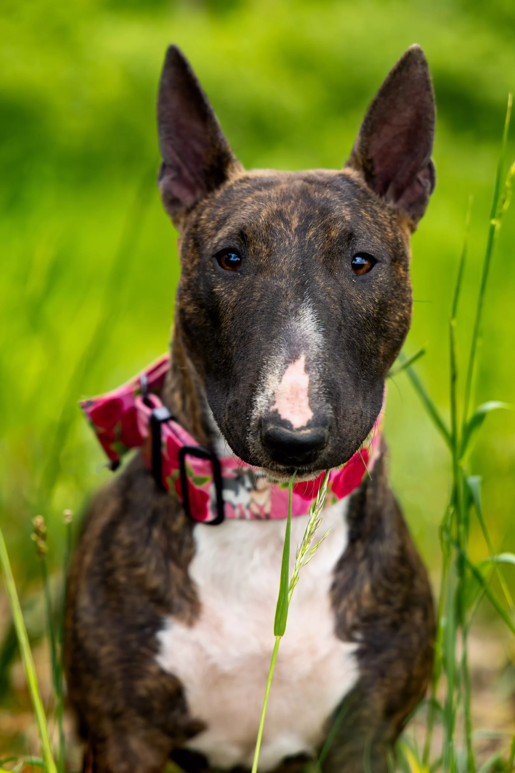 Sesja zdjęciowa dla psa