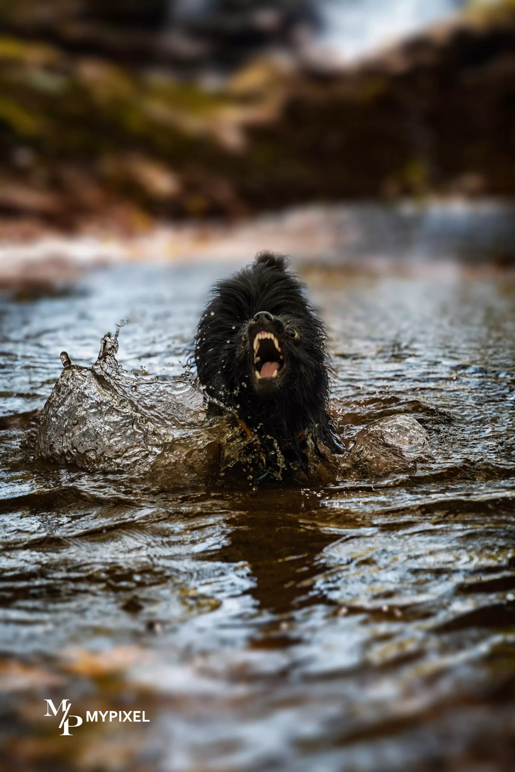 Sesja dla psa Poznań