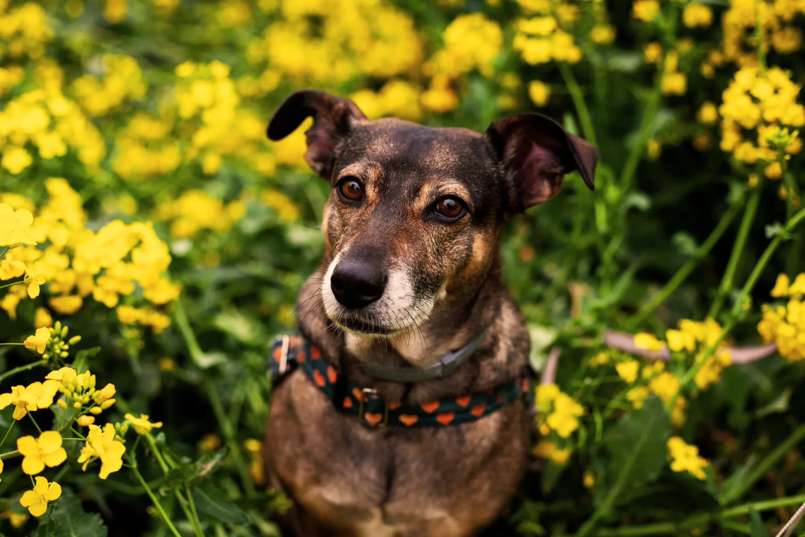 Sesja w rzepaku Poznań