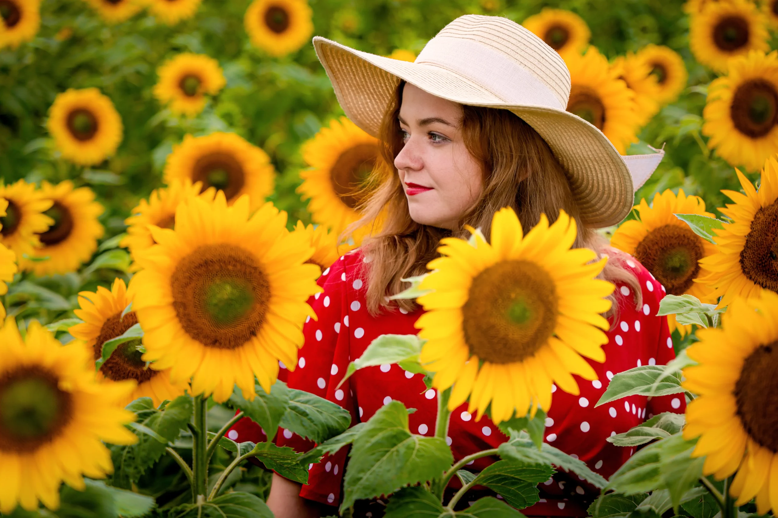 Sesja w słonecznikach Poznań