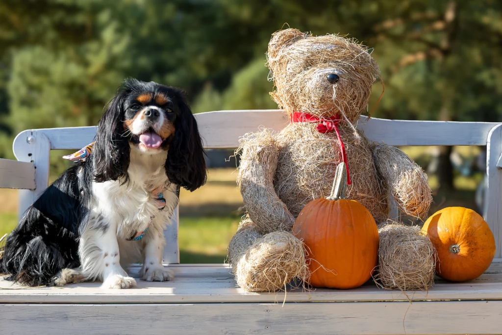 Fotograf Farma Dyniowa