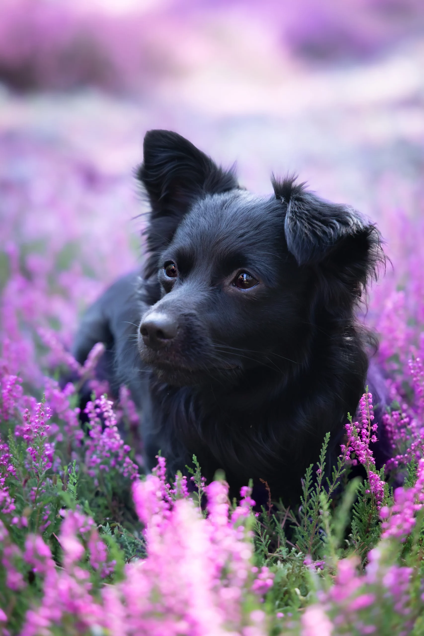 Sesja zdjęciowa we wrzosach