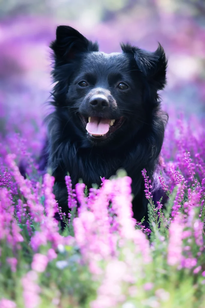 Sesja zdjęciowa we wrzosach