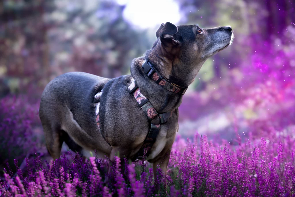 Sesja zdjęciowa we wrzosach